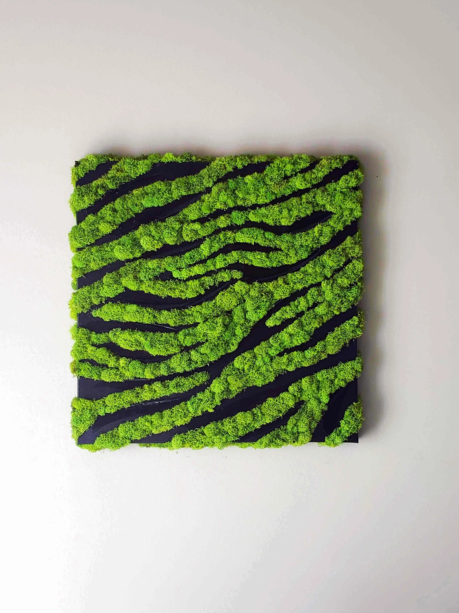 Modern Moss Wall Art – Zebra Style Hanging Decor – 20"x20" Preserved Moss Frame
