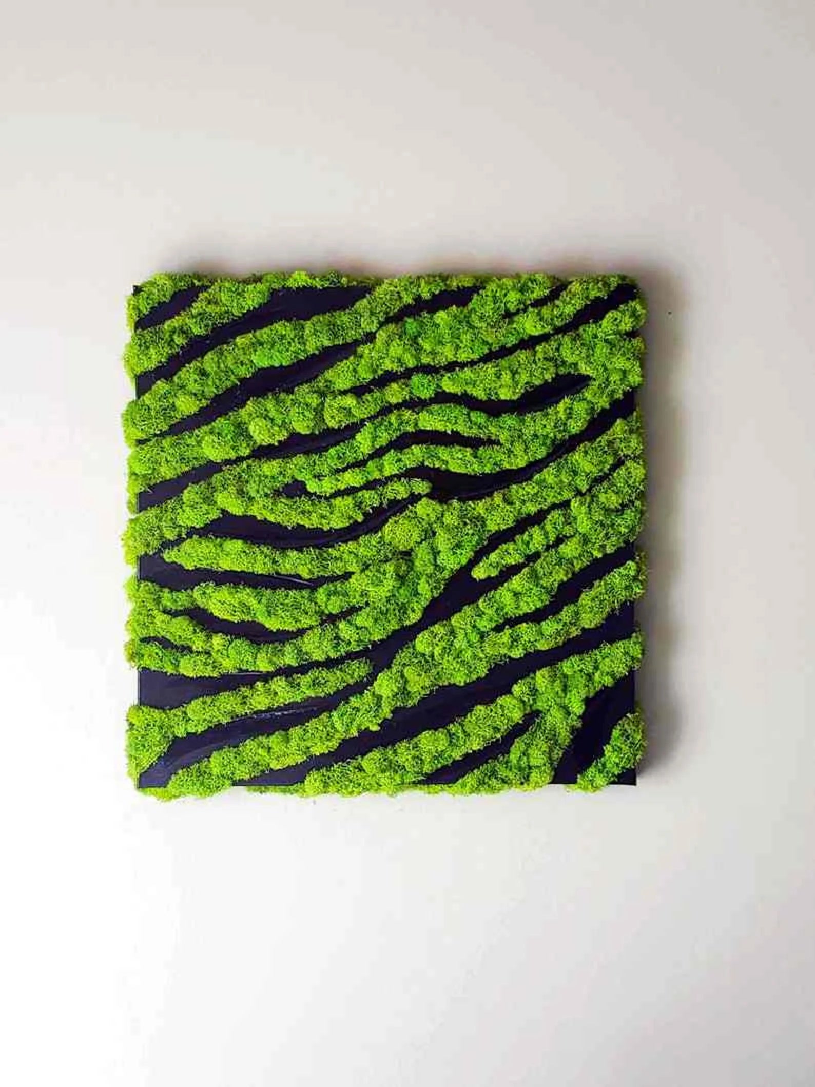 Modern Moss Wall Art – Zebra Style Hanging Decor – 20"x20" Preserved Moss Frame