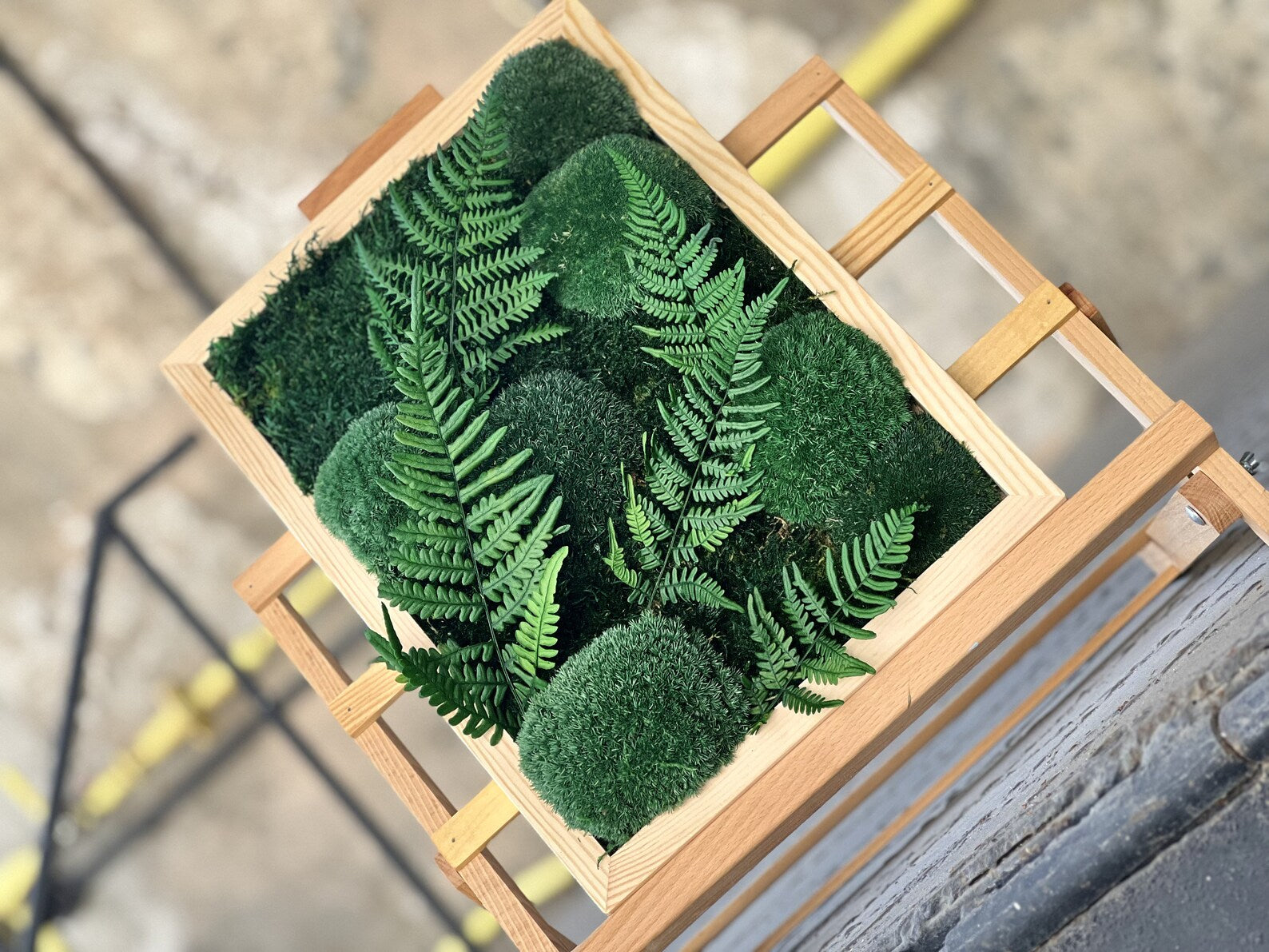 Framed Moss Wall Art with Fern Leaves | Greenery Moss Decor | Live Moss Wall Hanging for Living Room & Office