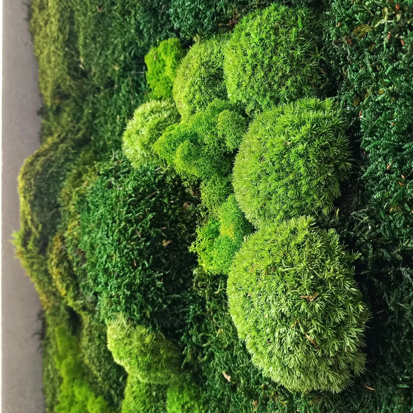 Large Moss Wall Art – 50x100 cm Living Green Wall Decor