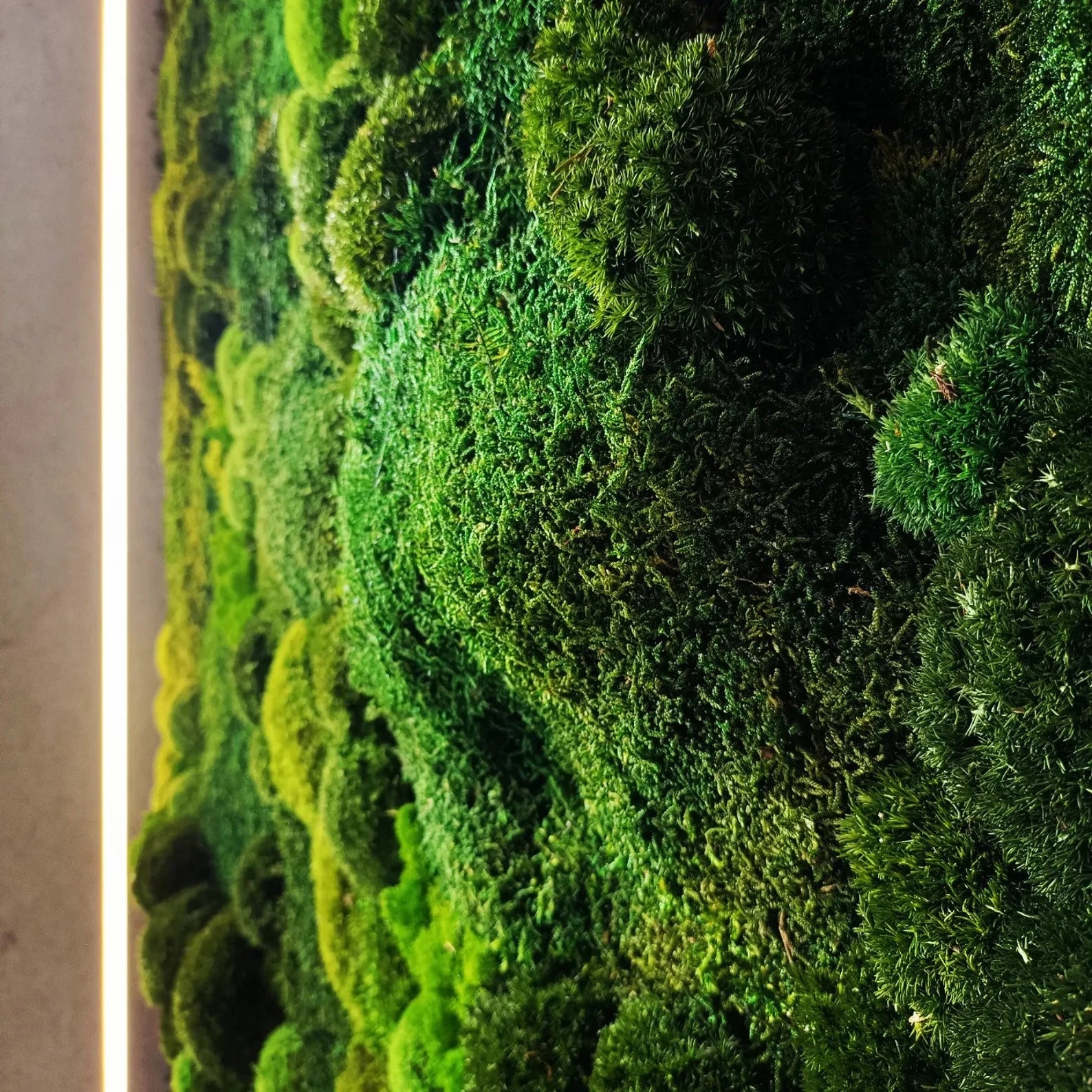 Large Moss Wall Art – 50x100 cm Living Green Wall Decor