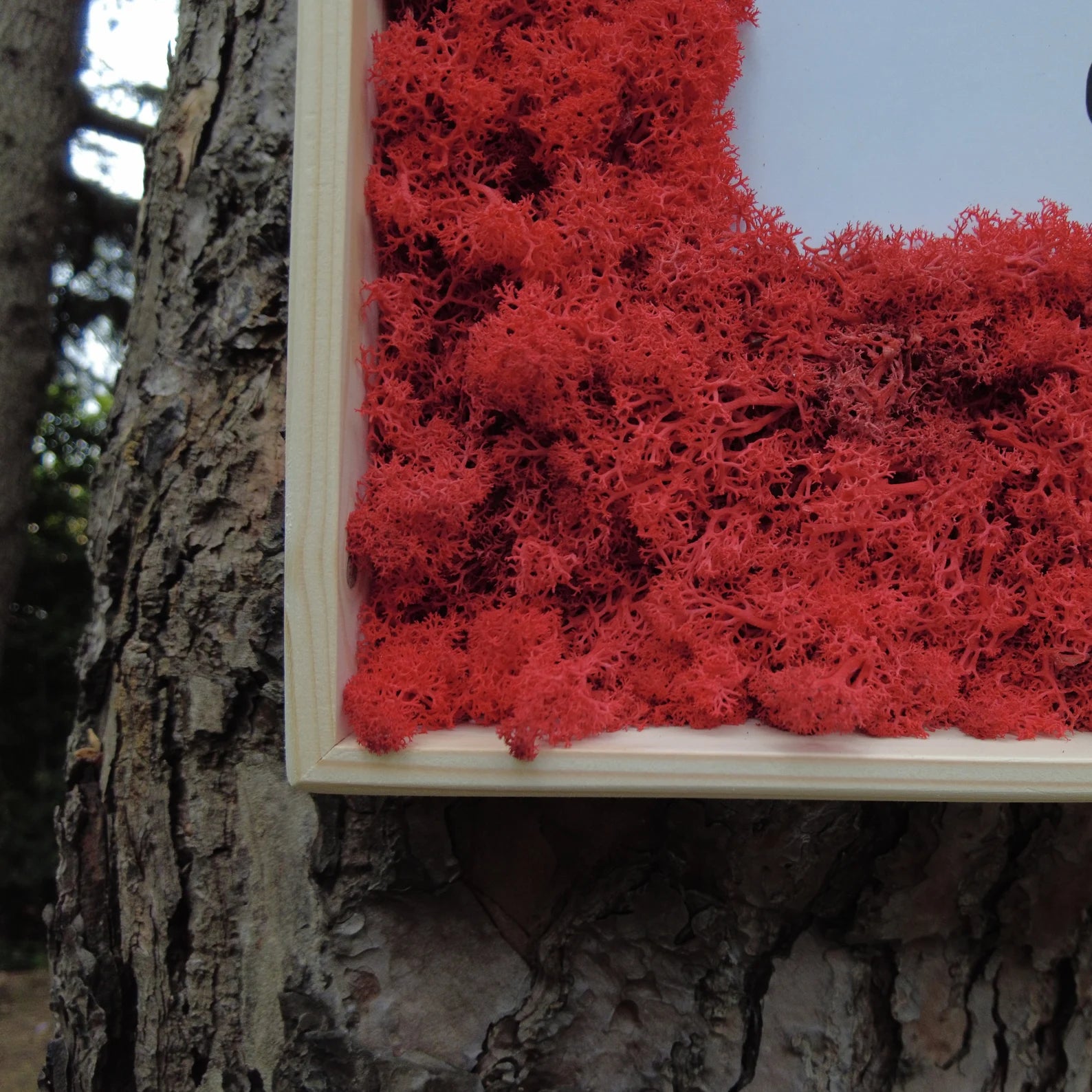 Moss Wall Decor – Wooden Framed Moss Art Panel, Natural Reindeer Moss Heart Design, Real Plant Wall Art, Handmade Home Decor, Winnie Inspired Cartoon Style