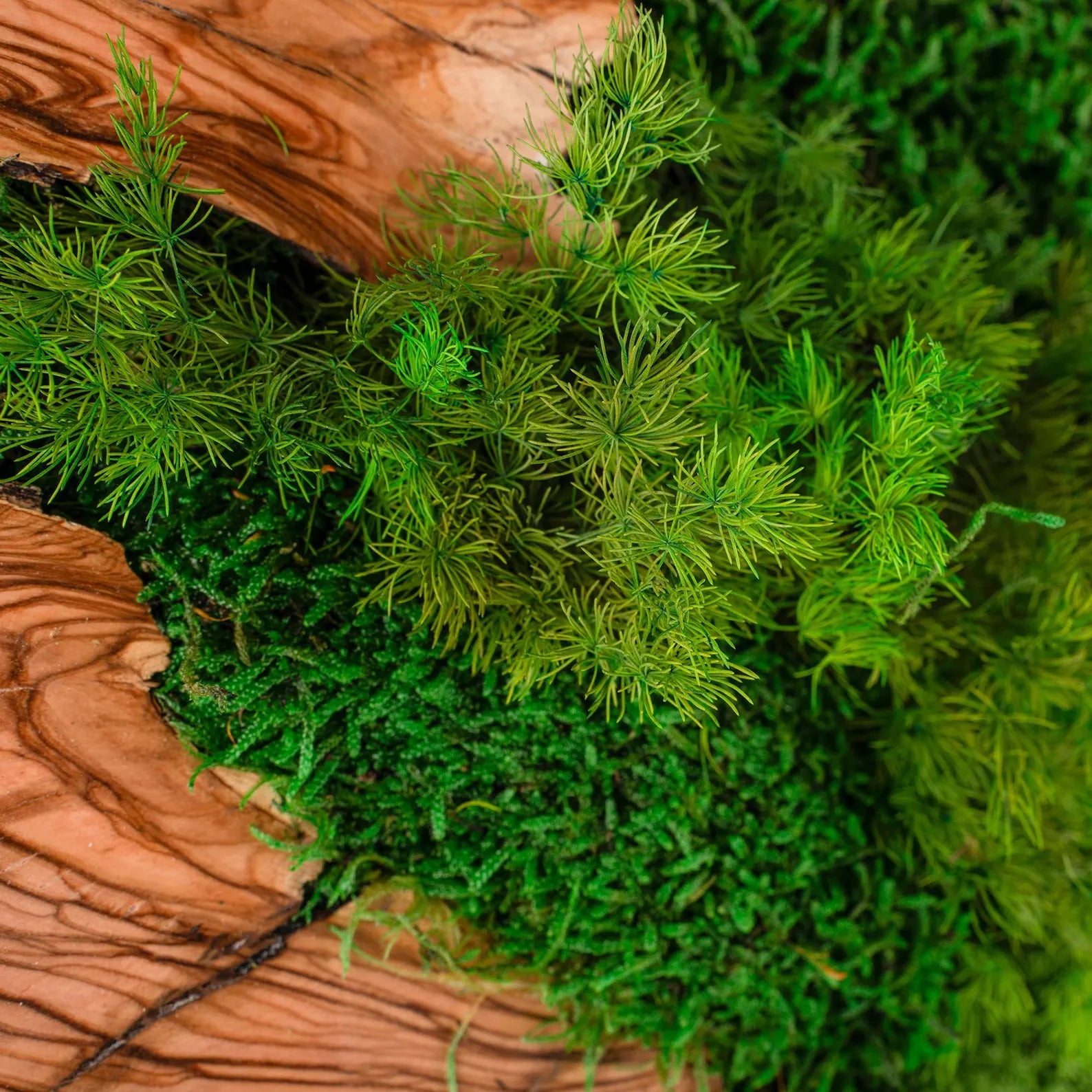 Moss and Olive Wood Wall Art – Square Wooden Frame with Preserved Moss for Living Room Décor