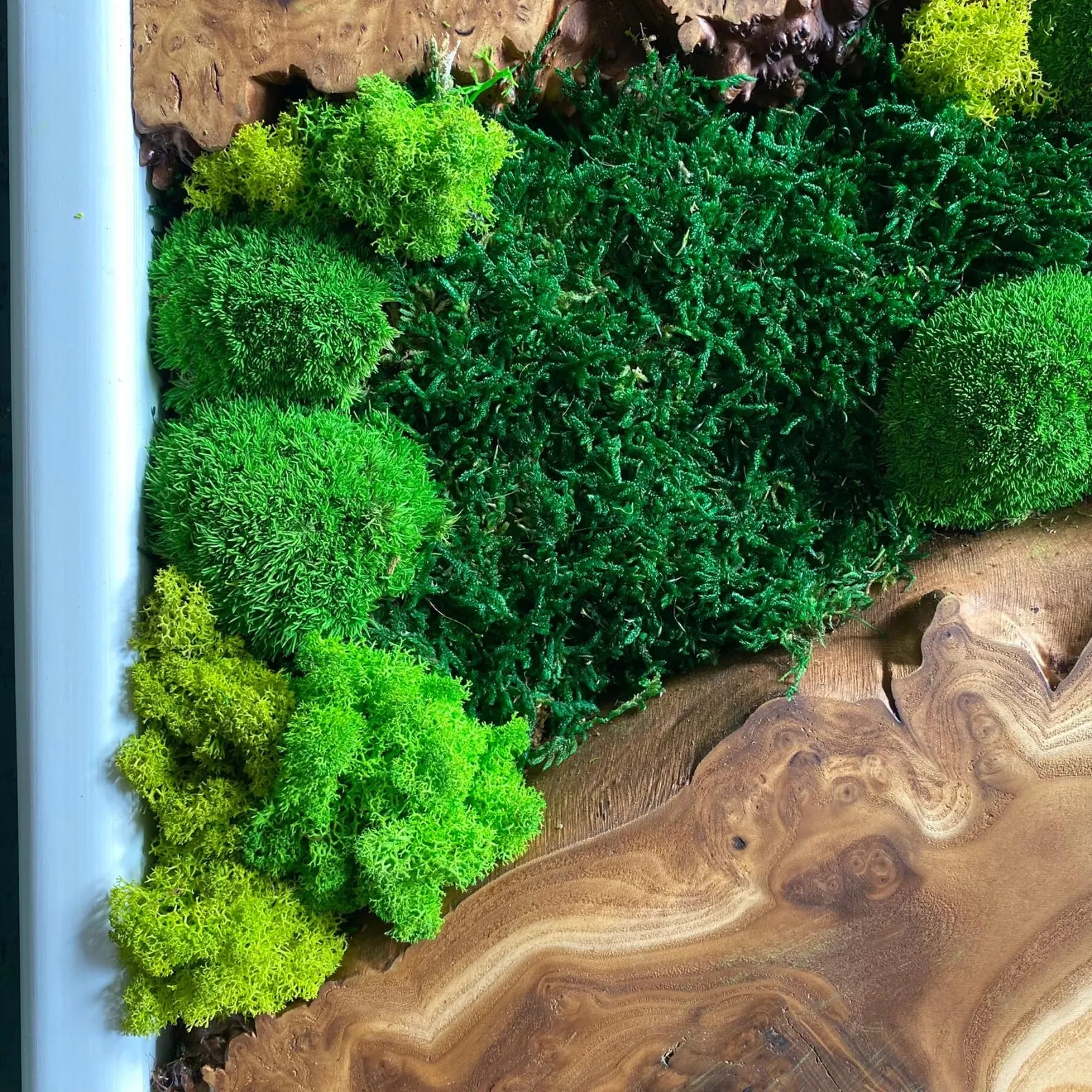 Handcrafted Moss Wall Art with Olive Wood – Rustic Wooden Home Decor