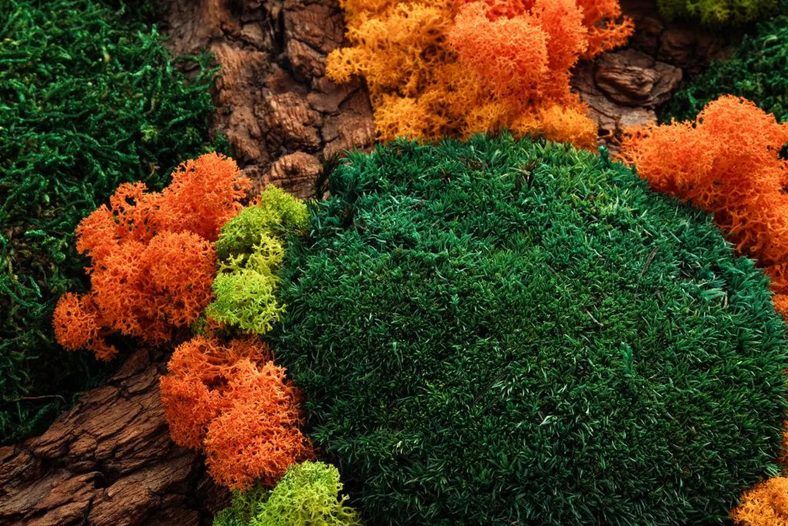 Autumn Carpathians Moss Wall Art – Stabilized Moss Wooden Frame Decor