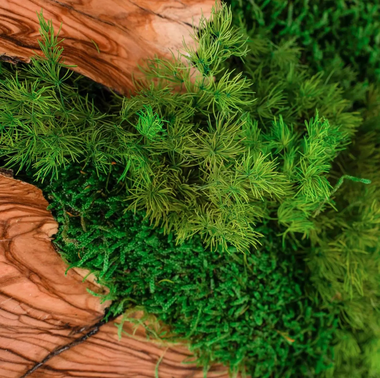 Preserved Moss Art with Olive Wood – Eco-Friendly Birthday Gift & Wall Décor Present for Her