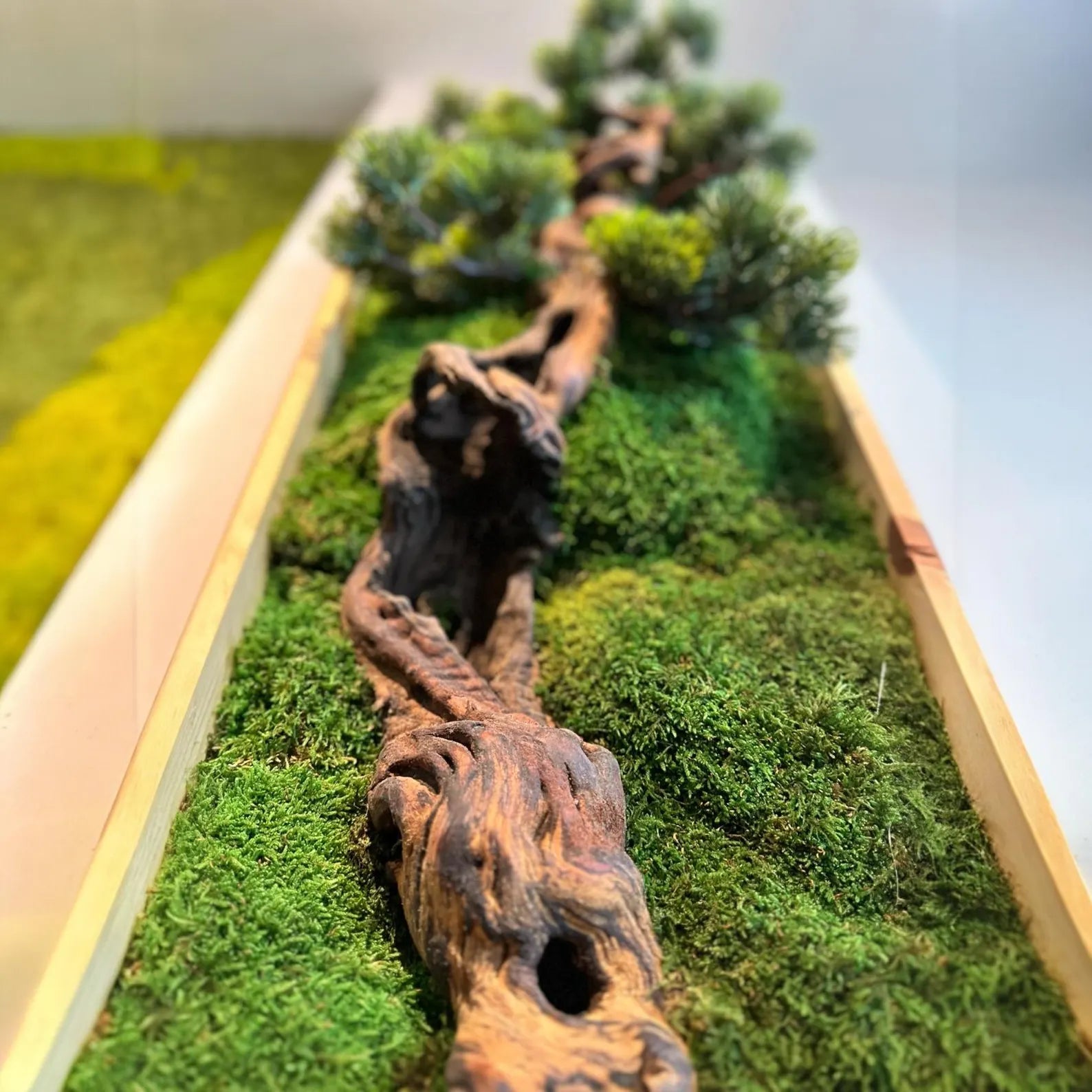 Bonsai Moss Wall Art – Preserved Wooden Frame Decor for Home & Housewarming Gifts