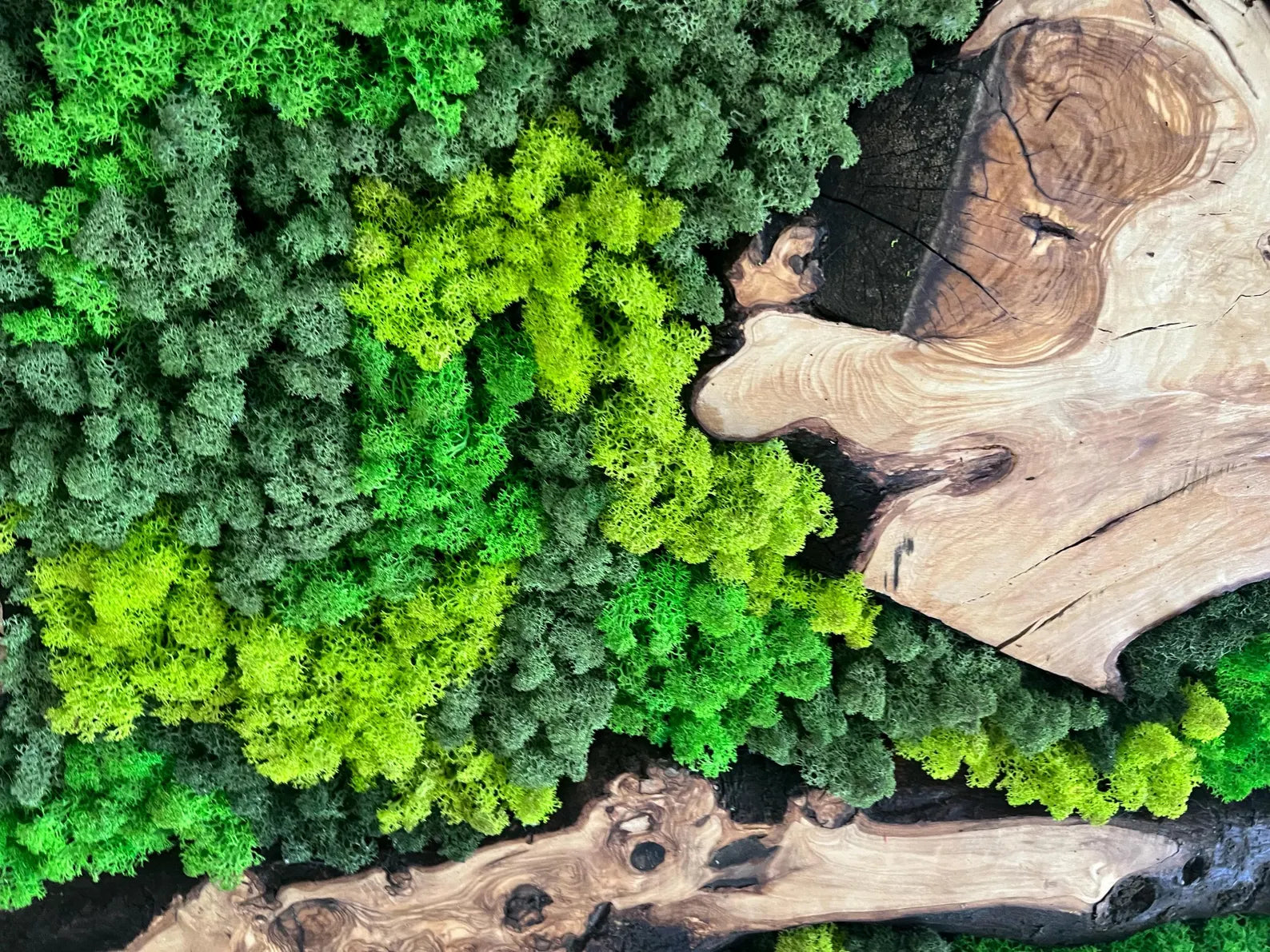 Handcrafted Olive Wood and Moss Wall Art – Preserved Moss Décor & Biophilic Wall Hanging