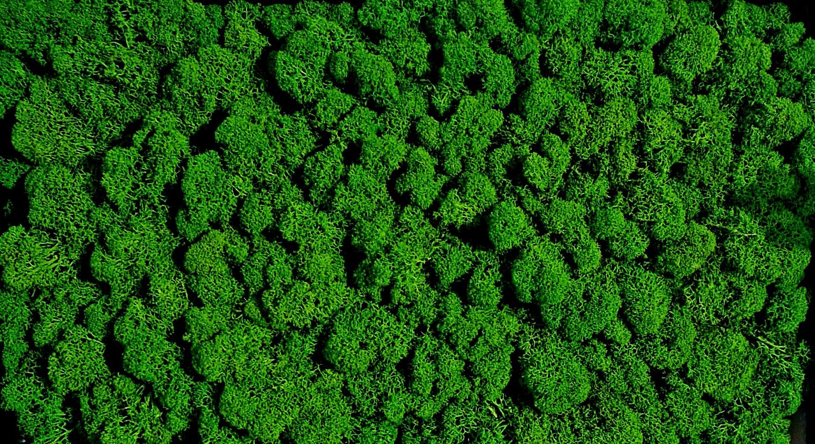 Vertical Reindeer Moss Wall Art – Modern Botanical Preserved Moss Decoration