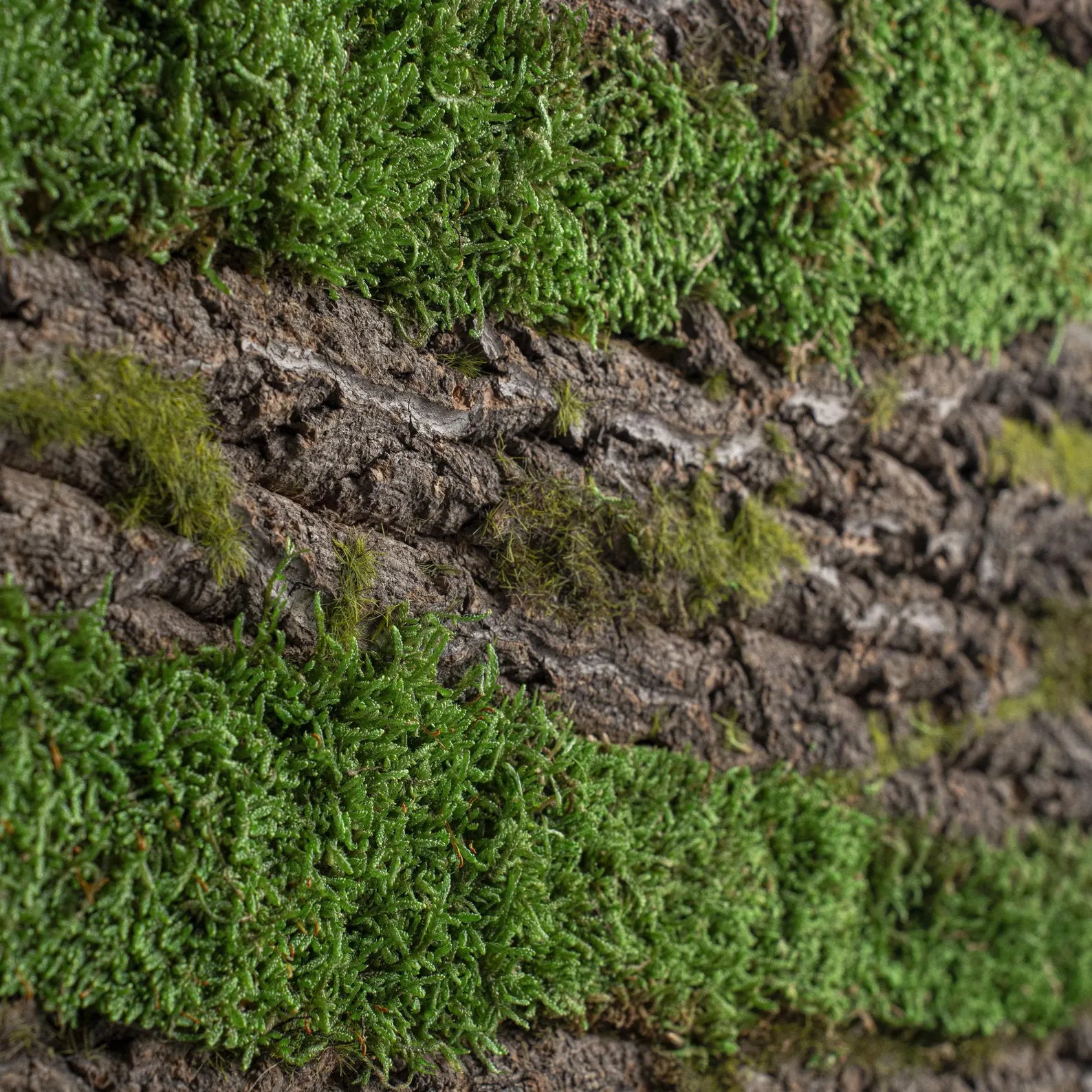 Tree Wall Design – Wooden Frame Moss Wall Art & Botanical Home Decor