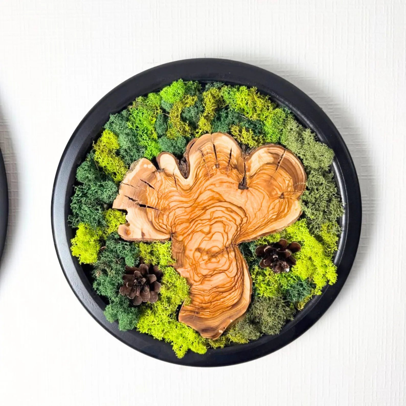 Moss and Wood Wall Art – Round Olive Wood Frame Set of 5 | Green Nature-Inspired Decor