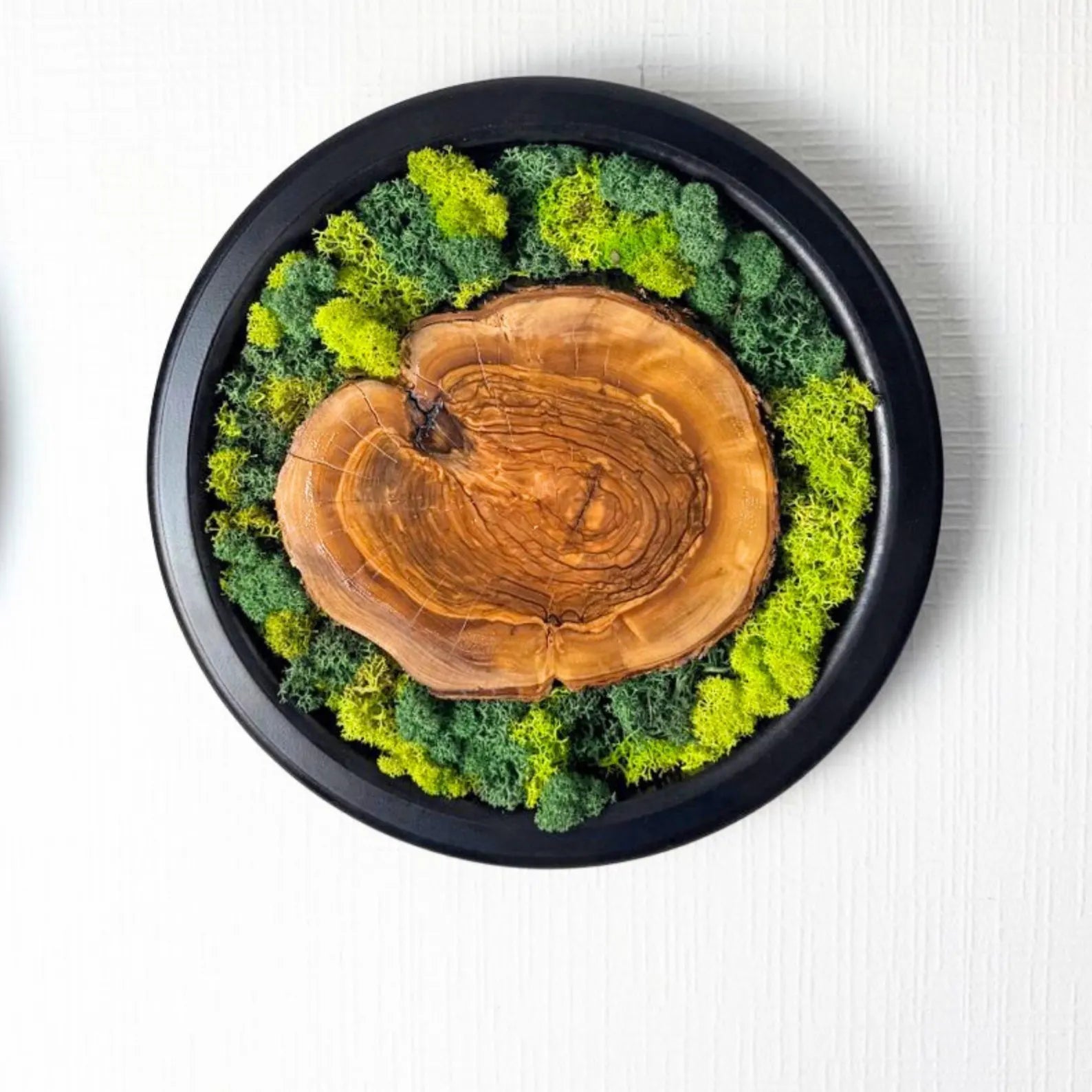 Moss and Wood Wall Art – Round Olive Wood Frame Set of 5 | Green Nature-Inspired Decor