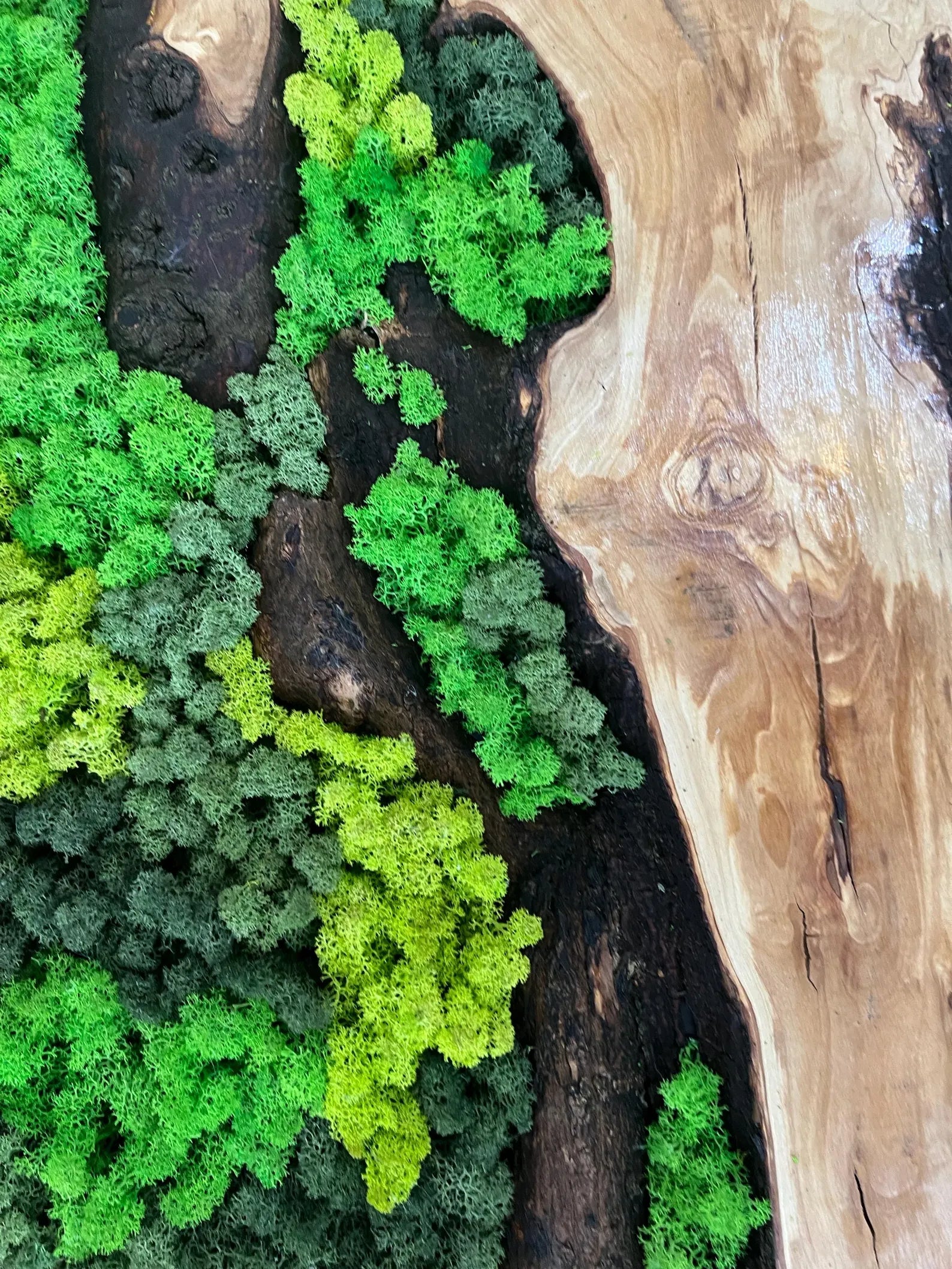 Handcrafted Olive Wood and Moss Wall Art – Preserved Moss Décor & Biophilic Wall Hanging