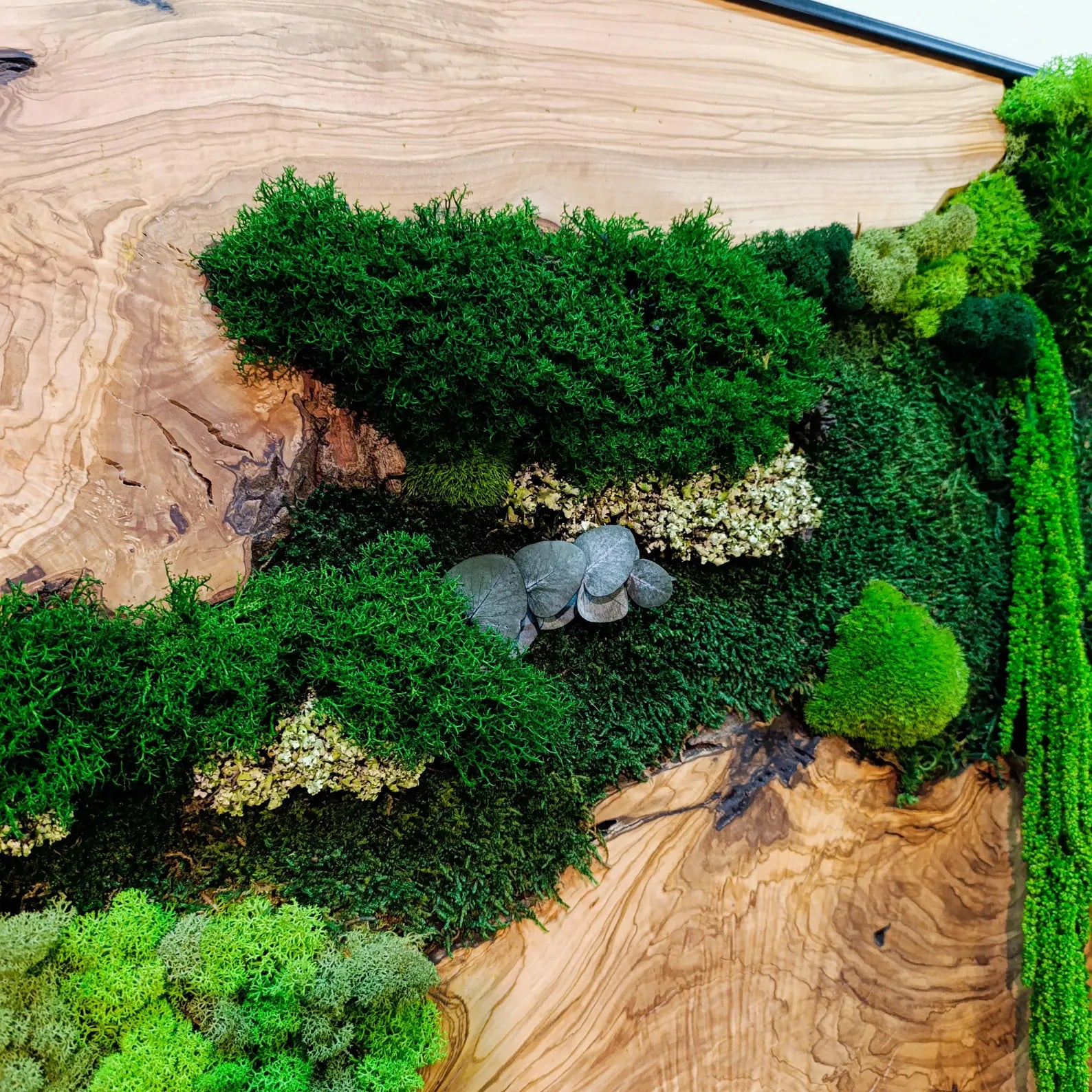 Moss and Wood Wall Art – Rustic Olive Wood Frame | Greenery Decor for Home & Office