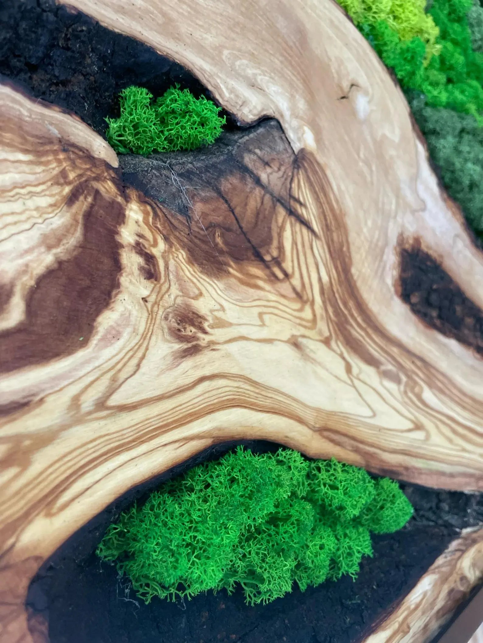 Handcrafted Olive Wood and Moss Wall Art – Natural Wall Decor for Home or Office