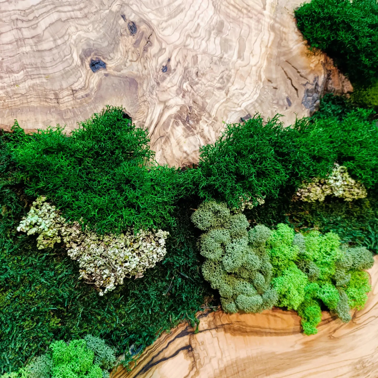Moss and Wood Wall Art – Rustic Olive Wood Frame | Greenery Decor for Home & Office