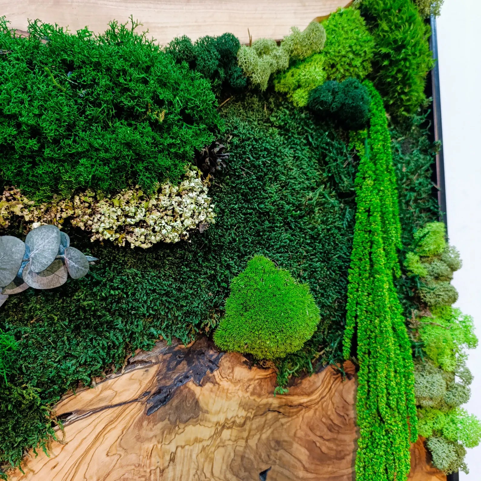 Moss and Wood Wall Art – Rustic Olive Wood Frame | Greenery Decor for Home & Office