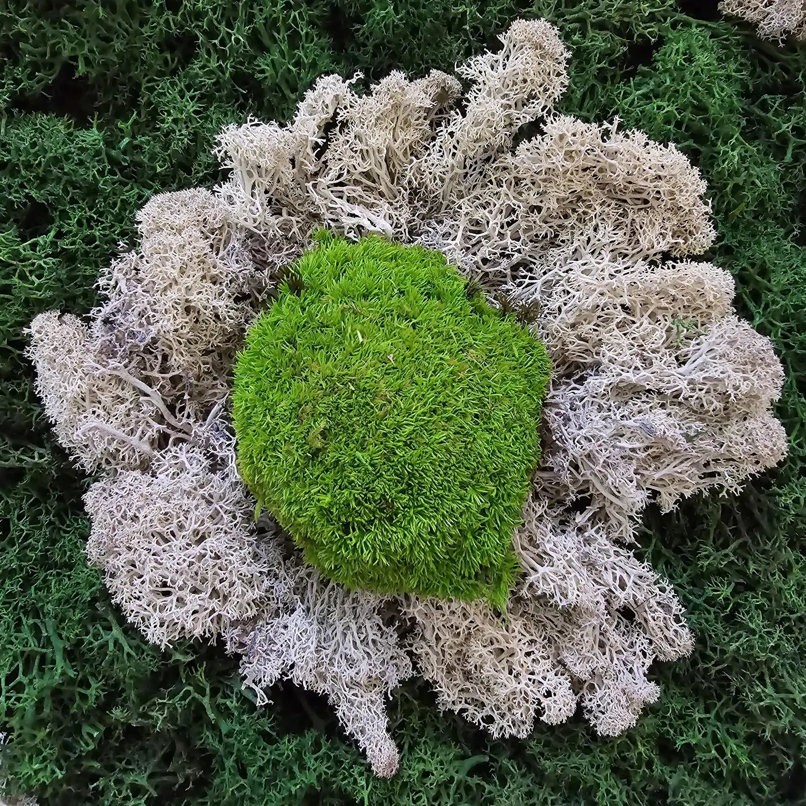 Moss Flower Wall Art – Preserved Floral Moss Panel | Eco Botanical Decor & Vertical Garden Frame