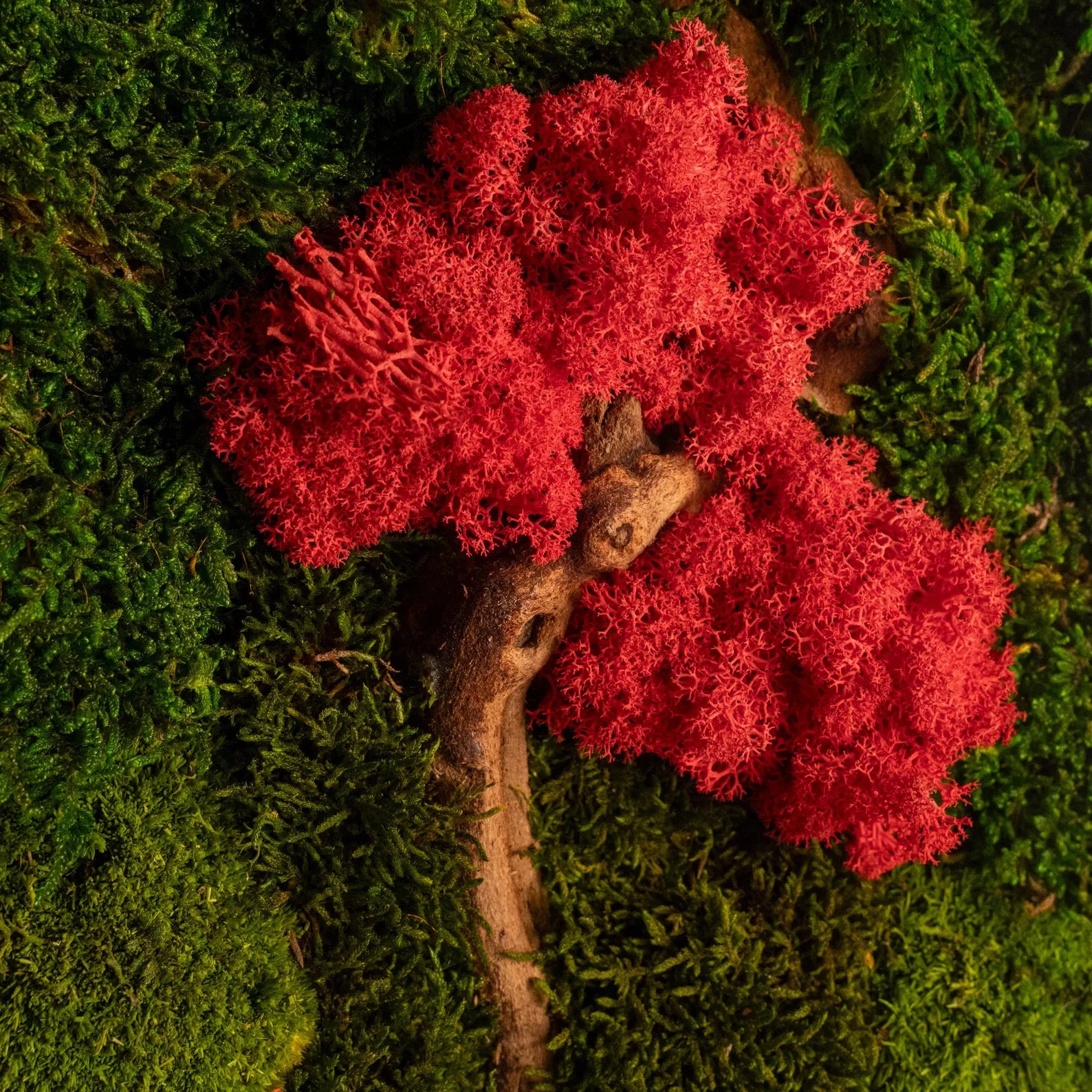 Colorful Moss and Bonsai Wood Wall Art – Vertical Wooden Frame Nature-Inspired Living Room Decor