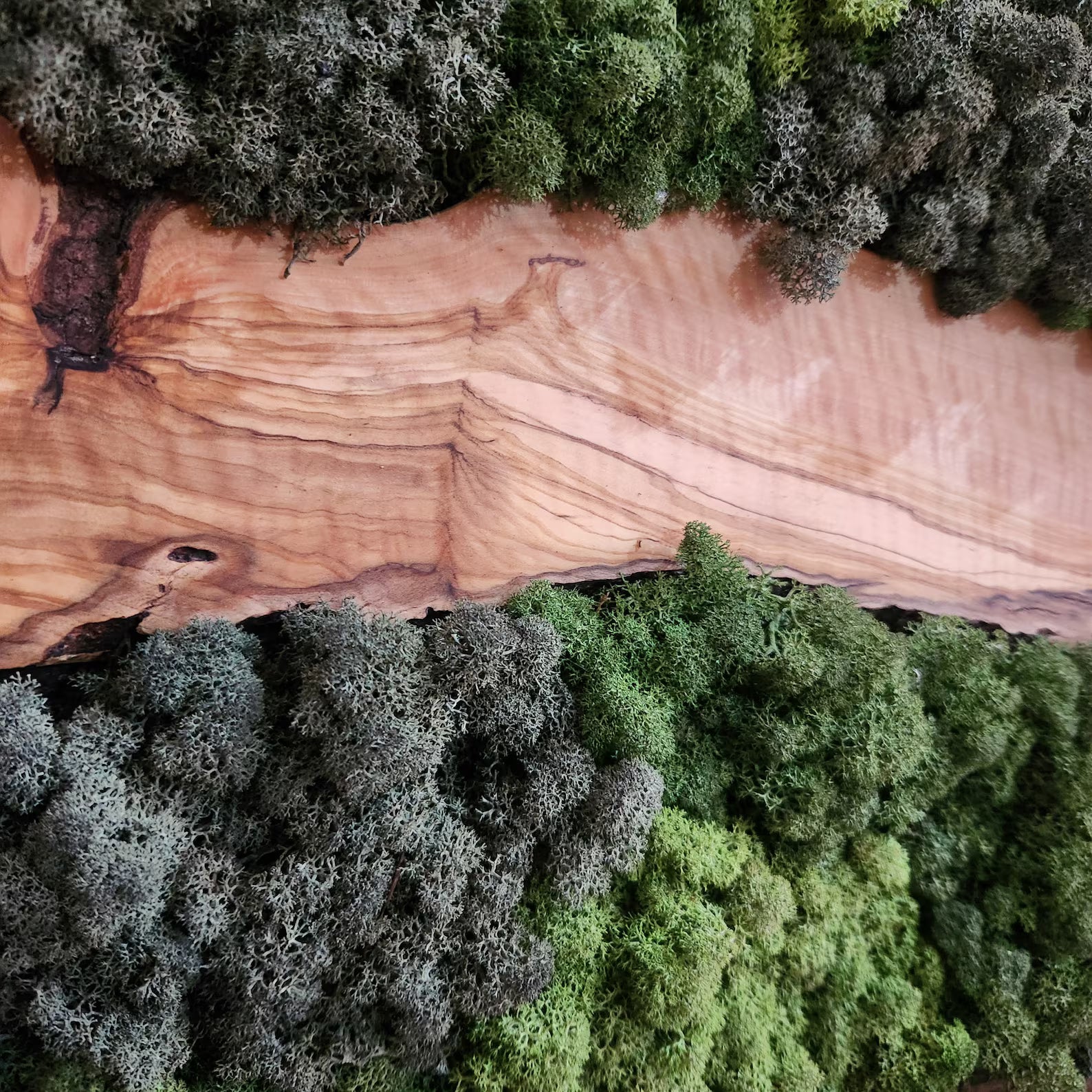 Moss & Wood Wall Art – Olive Wood and Preserved Moss Wall Decor, Rustic Greenery Wall Accent for Home, Office, or Hotel Lobby