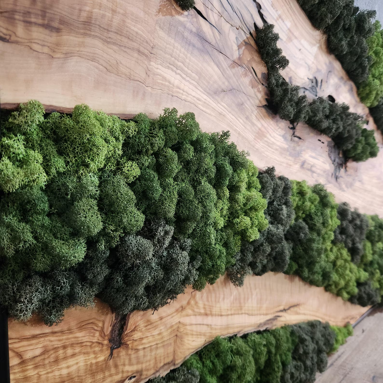 Moss & Wood Wall Art – Olive Wood and Preserved Moss Wall Decor, Rustic Greenery Wall Accent for Home, Office, or Hotel Lobby