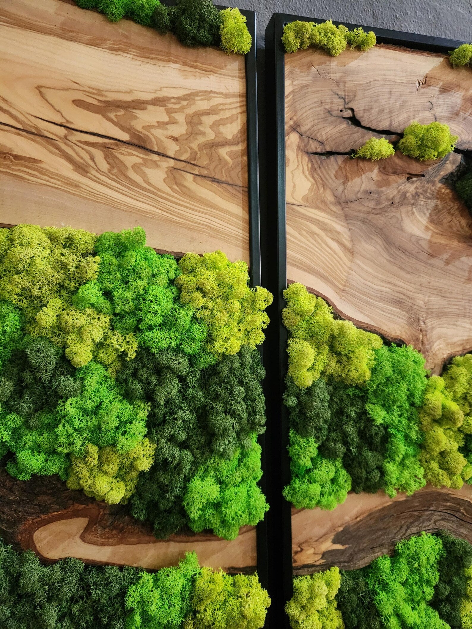 Olive Wood & Preserved Moss Wall Art – Unique Botanical Nature-Inspired Decor
