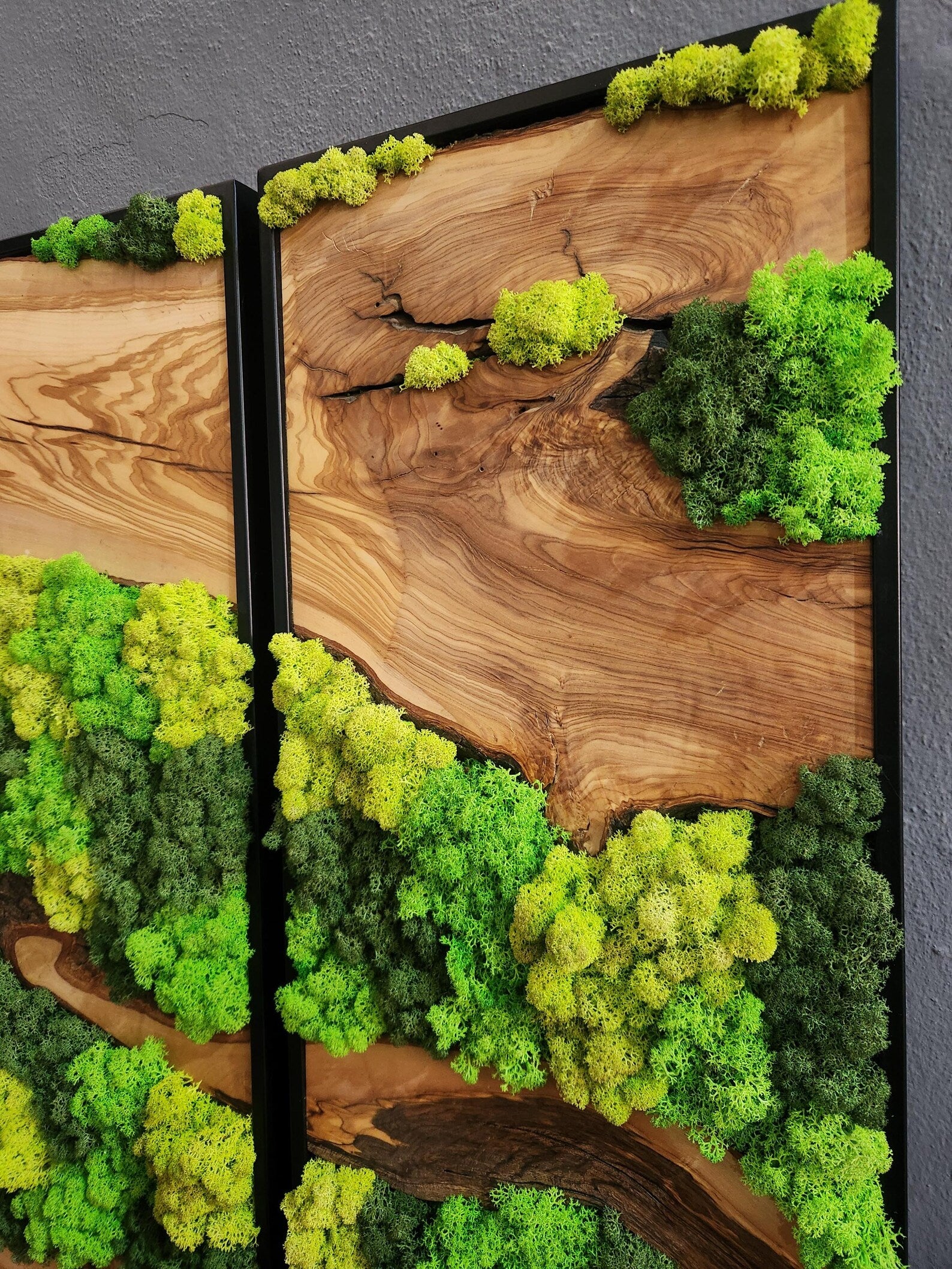 Olive Wood & Preserved Moss Wall Art – Unique Botanical Nature-Inspired Decor