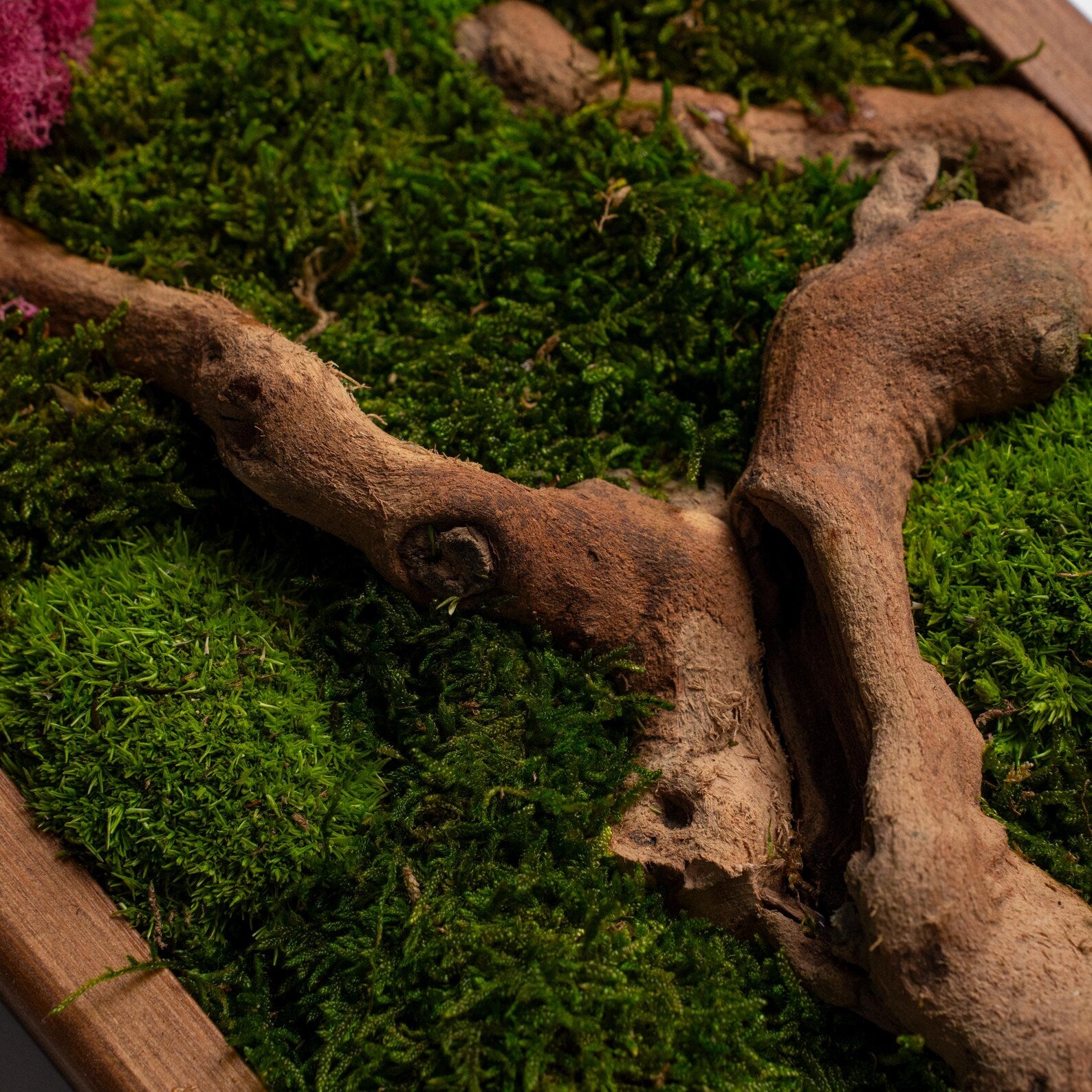 Colorful Moss & Bonsai Wood Wall Art – Preserved Moss Home Decor Gift