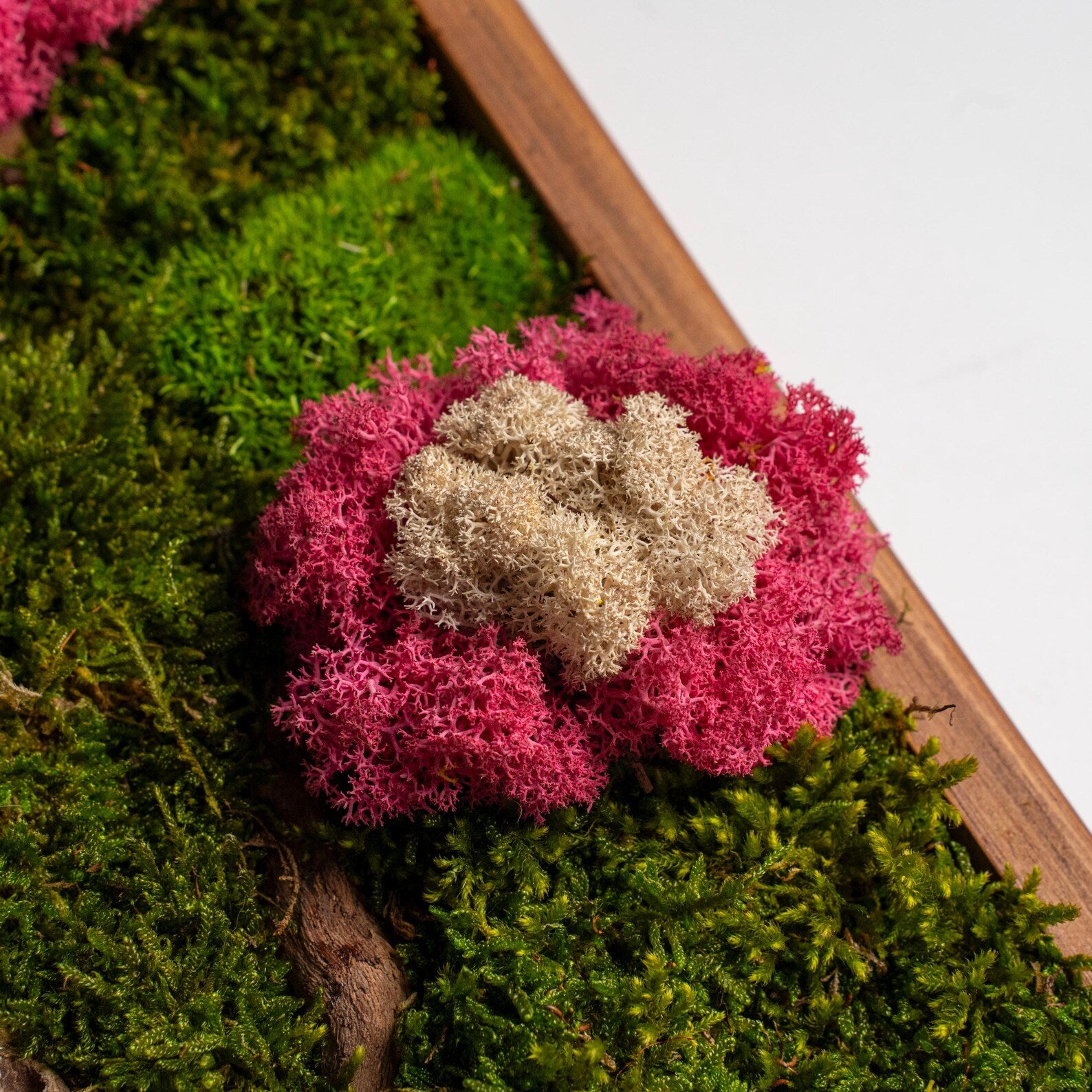 Colorful Moss & Bonsai Wood Wall Art – Preserved Moss Home Decor Gift