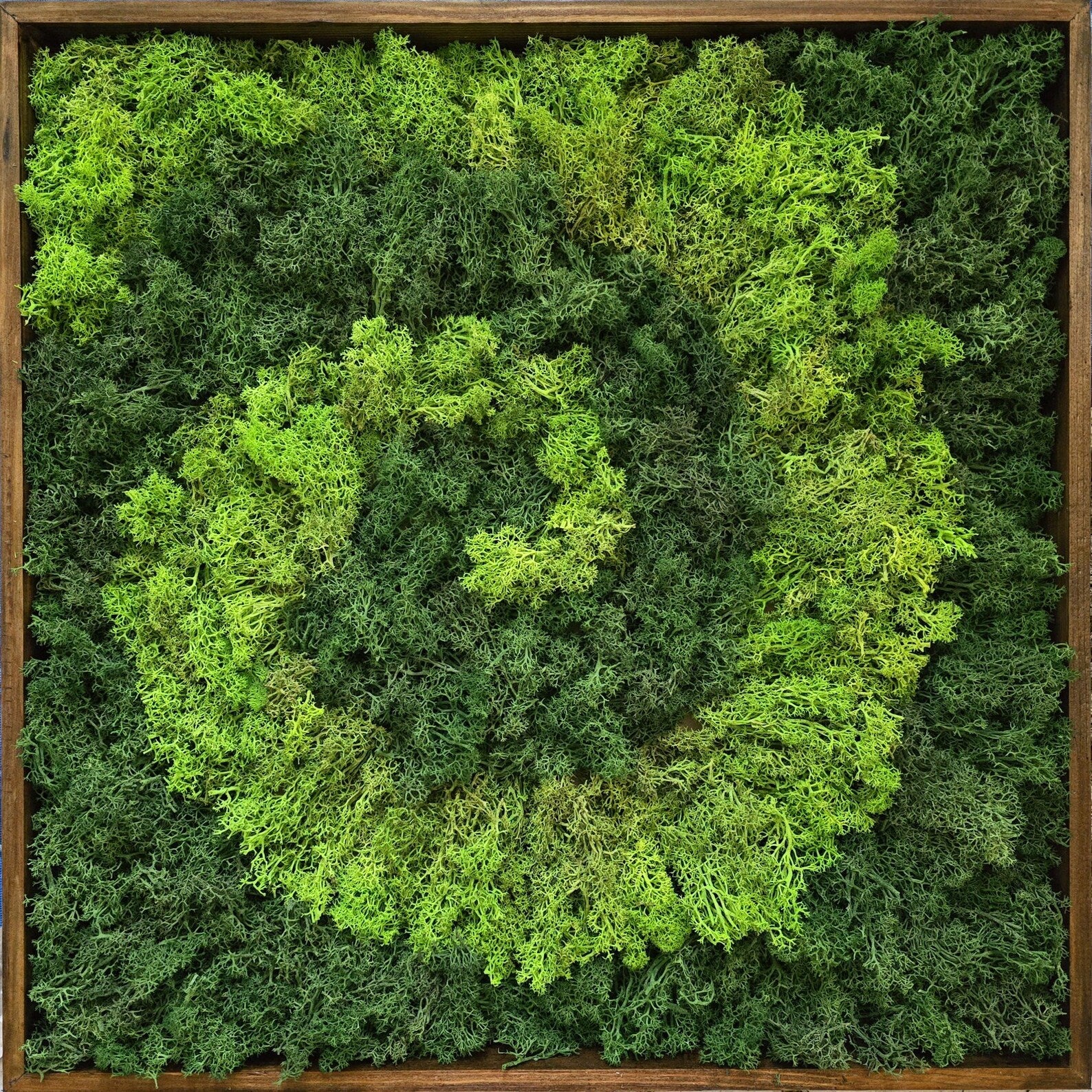 Spiral Moss Wall Art – Handmade Preserved Moss Frame, Eco-Friendly Home Decor