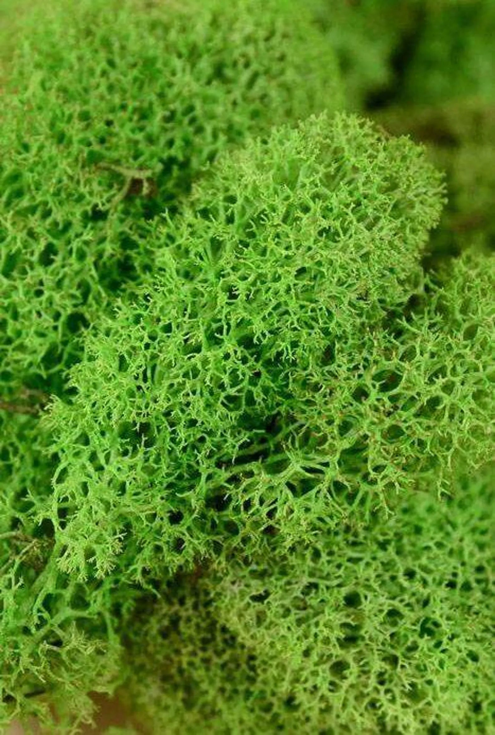 Tree of Life Moss Wall Art – Natural Reindeer Moss on Wood | Modern Wall Decoration (20–60 cm)