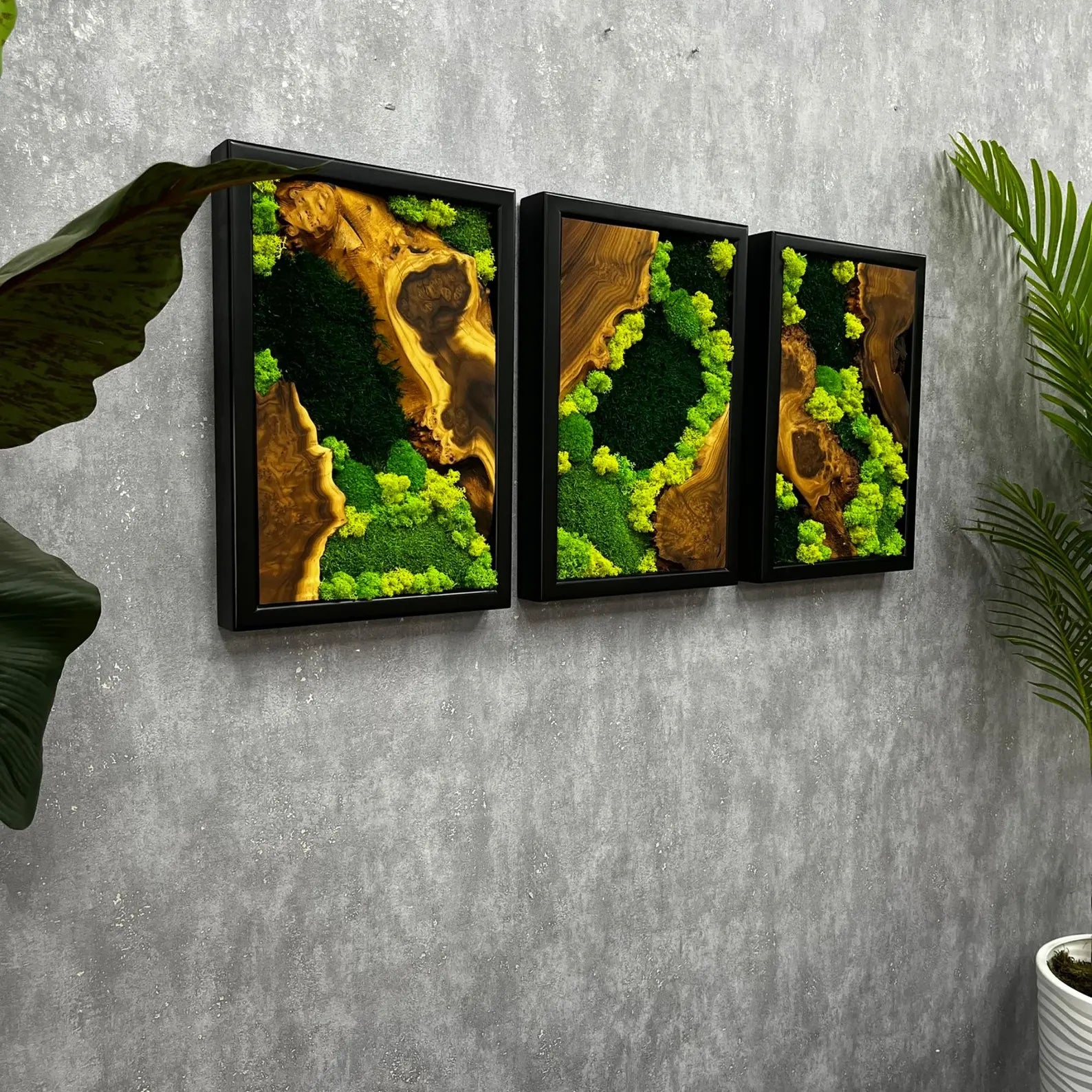 3-Piece Moss Wall Art Set | Handmade Olive & Silverberry Wood Decor | Live Edge Preserved Moss Artwork