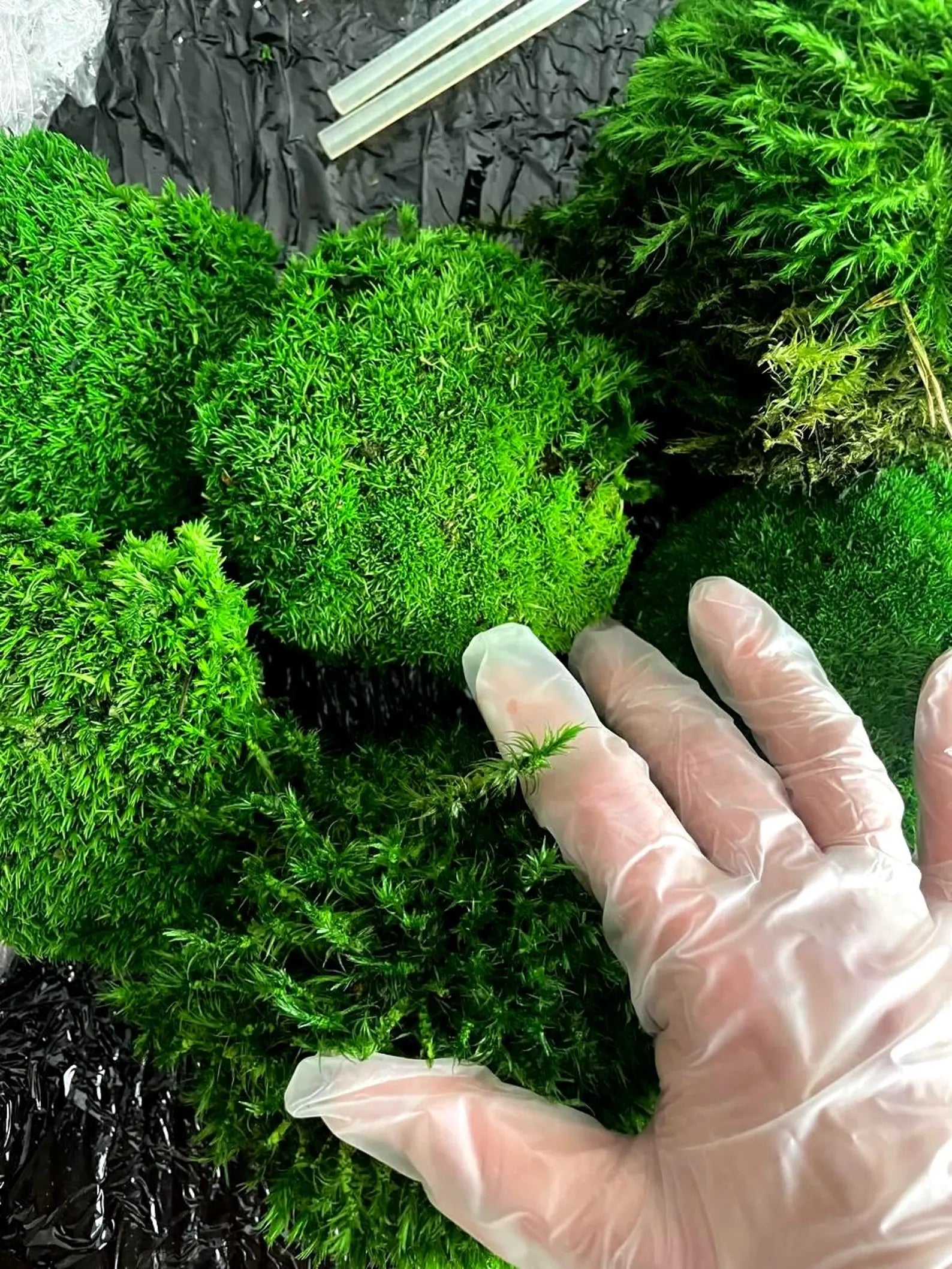 Preserved Moss Wall Art – Natural Moss Décor for Home & Office