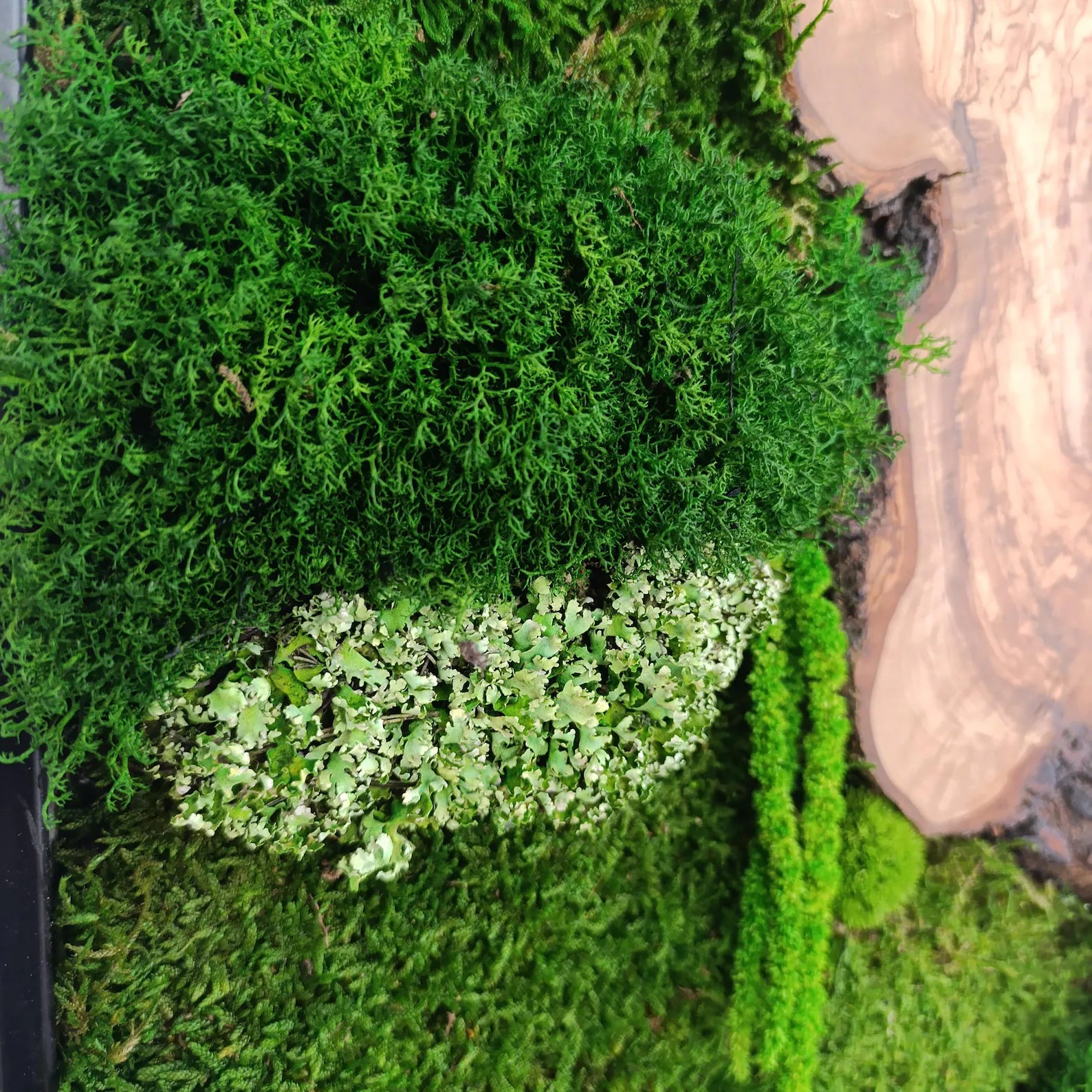 Moss and Wood Wall Art – Rustic Greenery Decor for Home & Office, Custom Olive Wood Moss Art