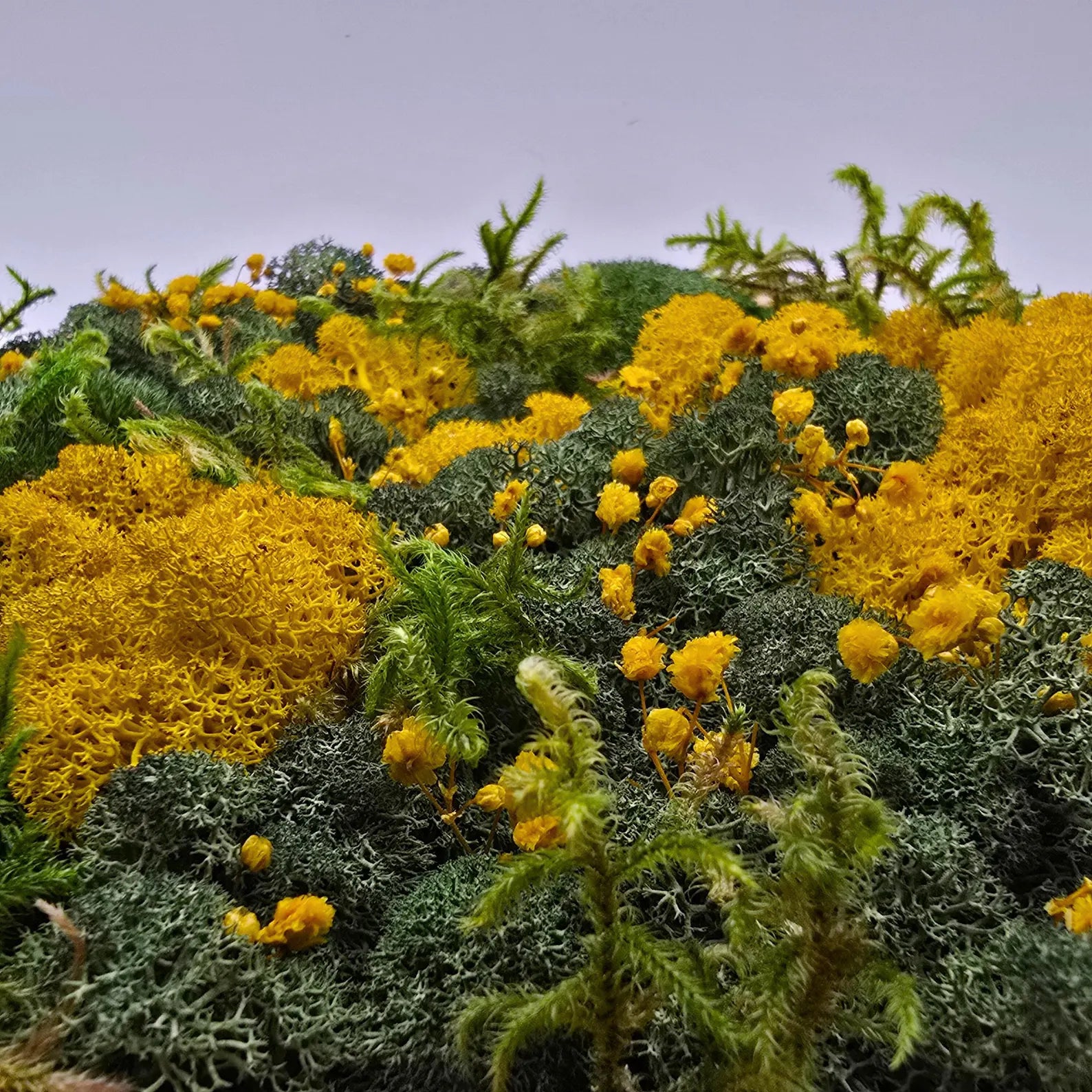 Wooden Hexagon Moss Wall Art with Dried Flowers – Preserved Botanical Geometric Wall Decor