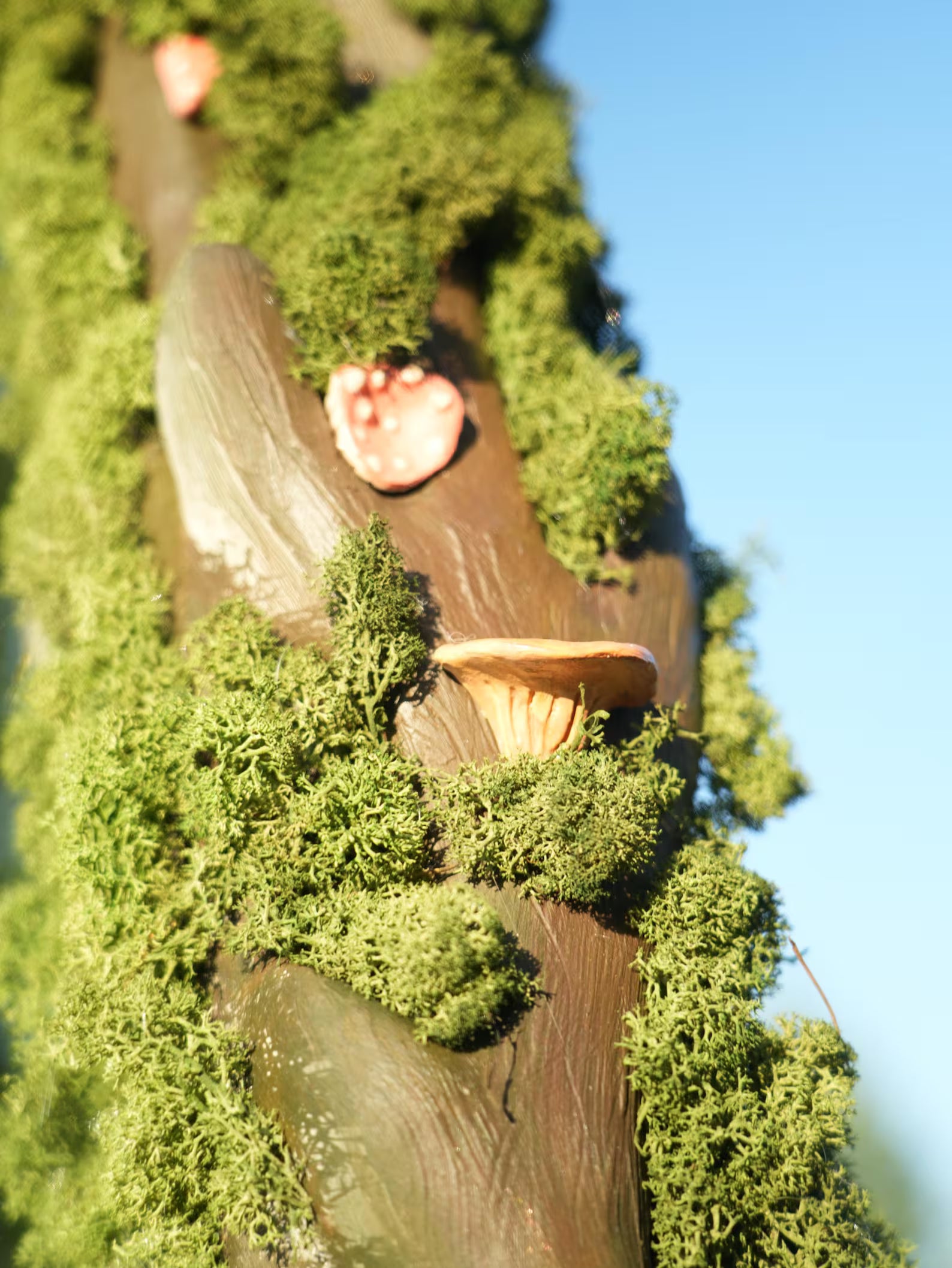 Moss Wall Mirror – Forest Decor with Ceramic Mushrooms – Nature-Inspired Wall Art