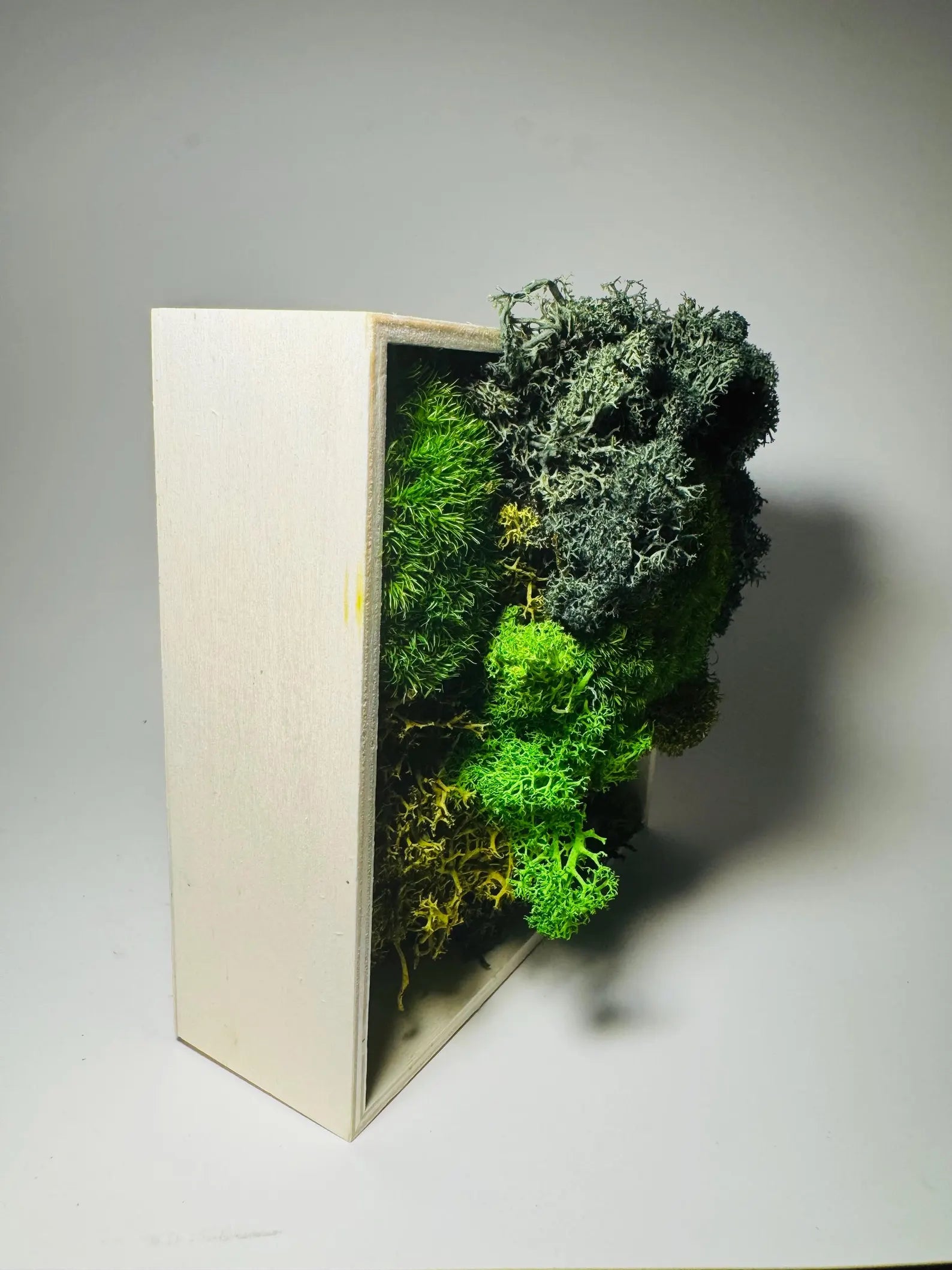 Forest Texture – 5x5” Preserved Moss Wall Art in Natural Wood Frame