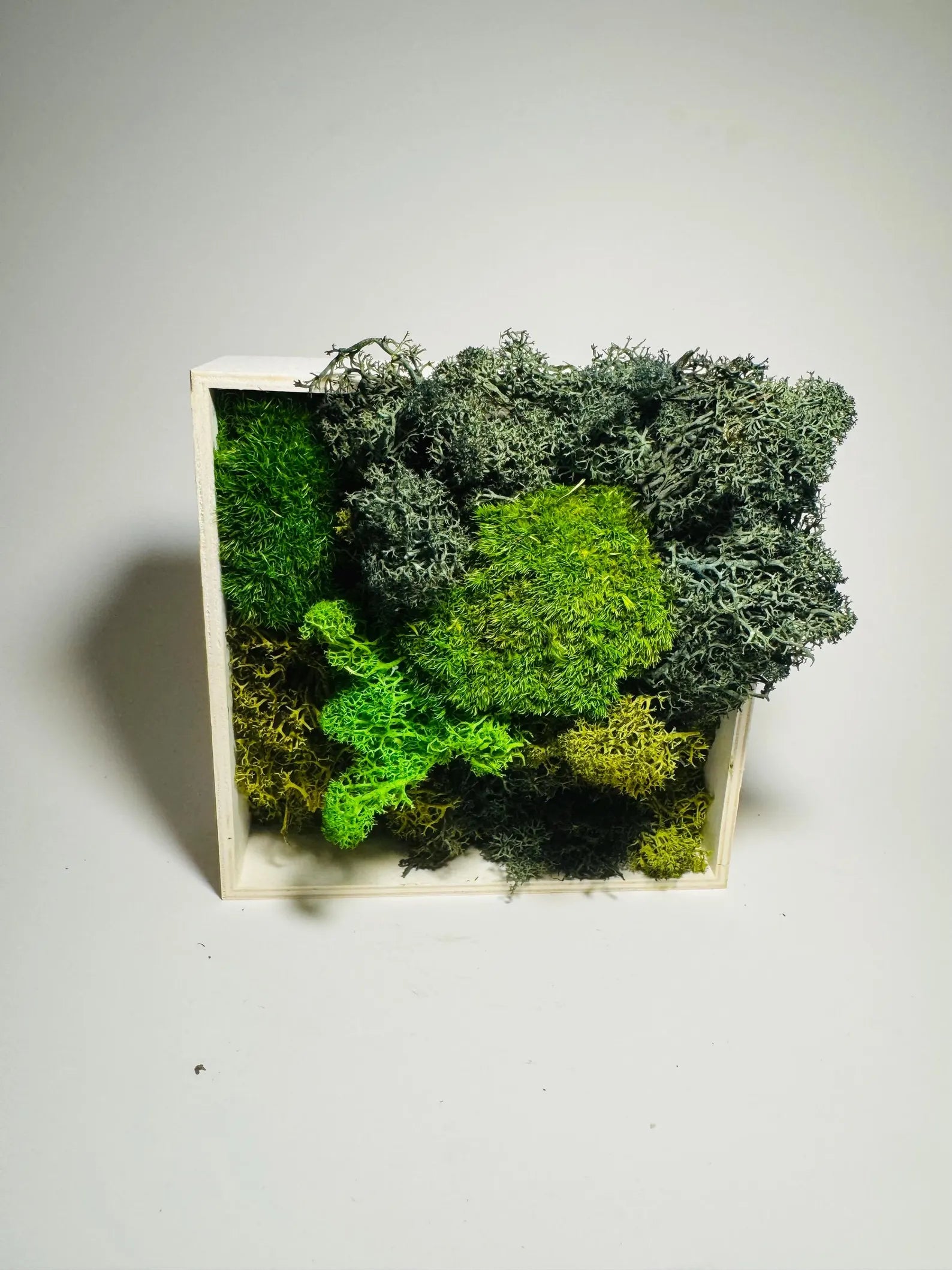 Forest Texture – 5x5” Preserved Moss Wall Art in Natural Wood Frame