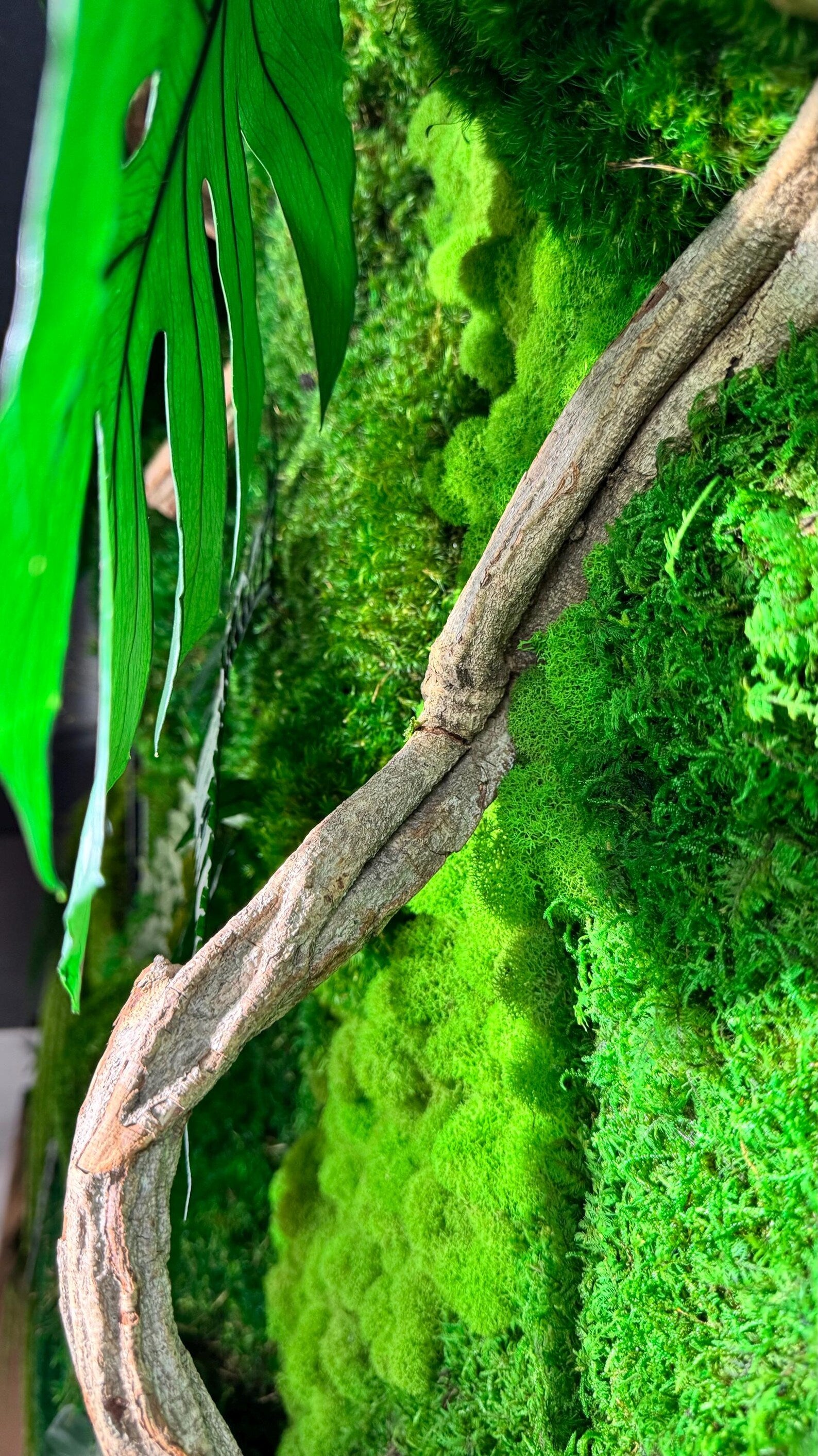 The Terrarium – Handmade Glass Terrarium with Preserved Moss & Natural Decor