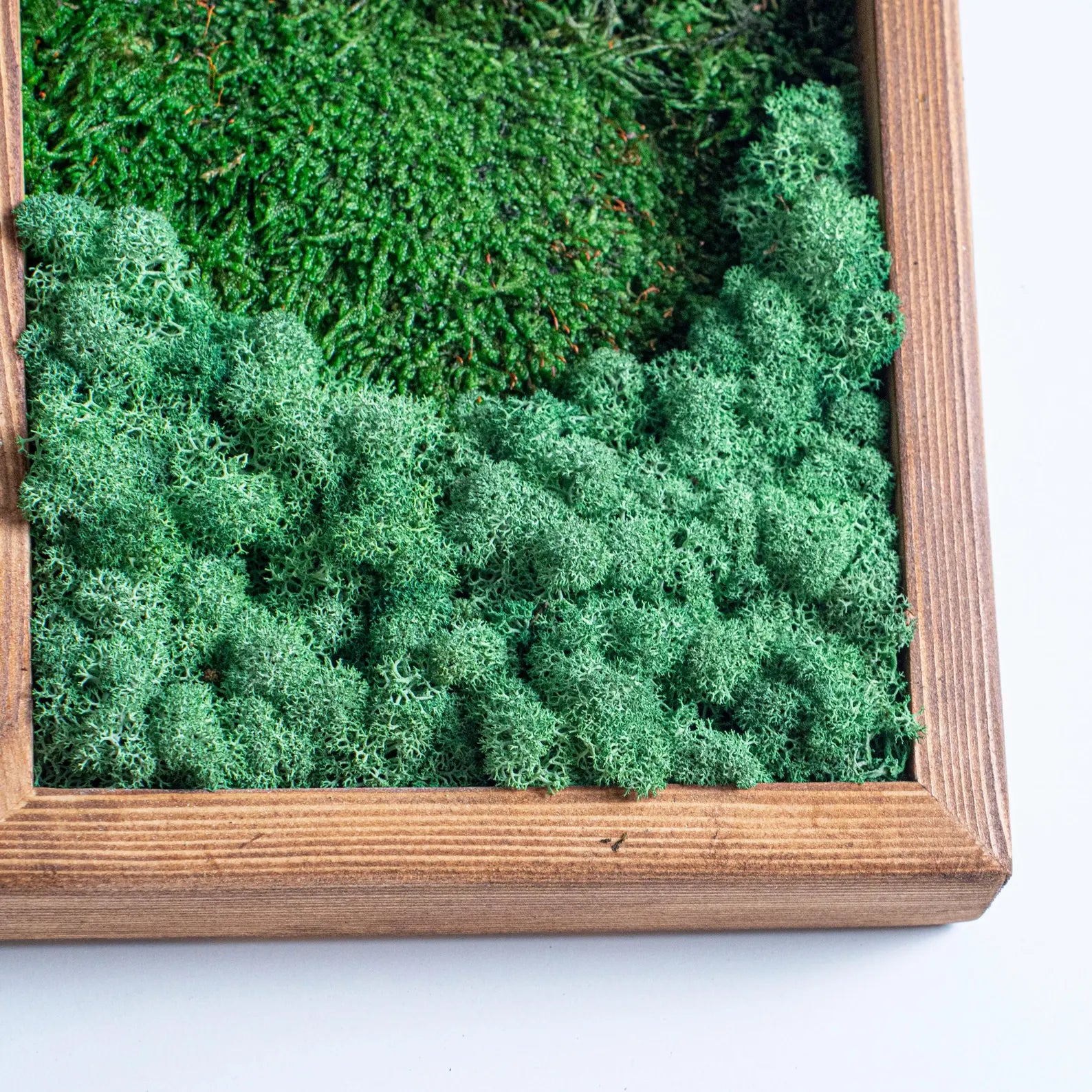 Preserved Moss Wall Triptych: Vertical Nature Decor with Olive Wood