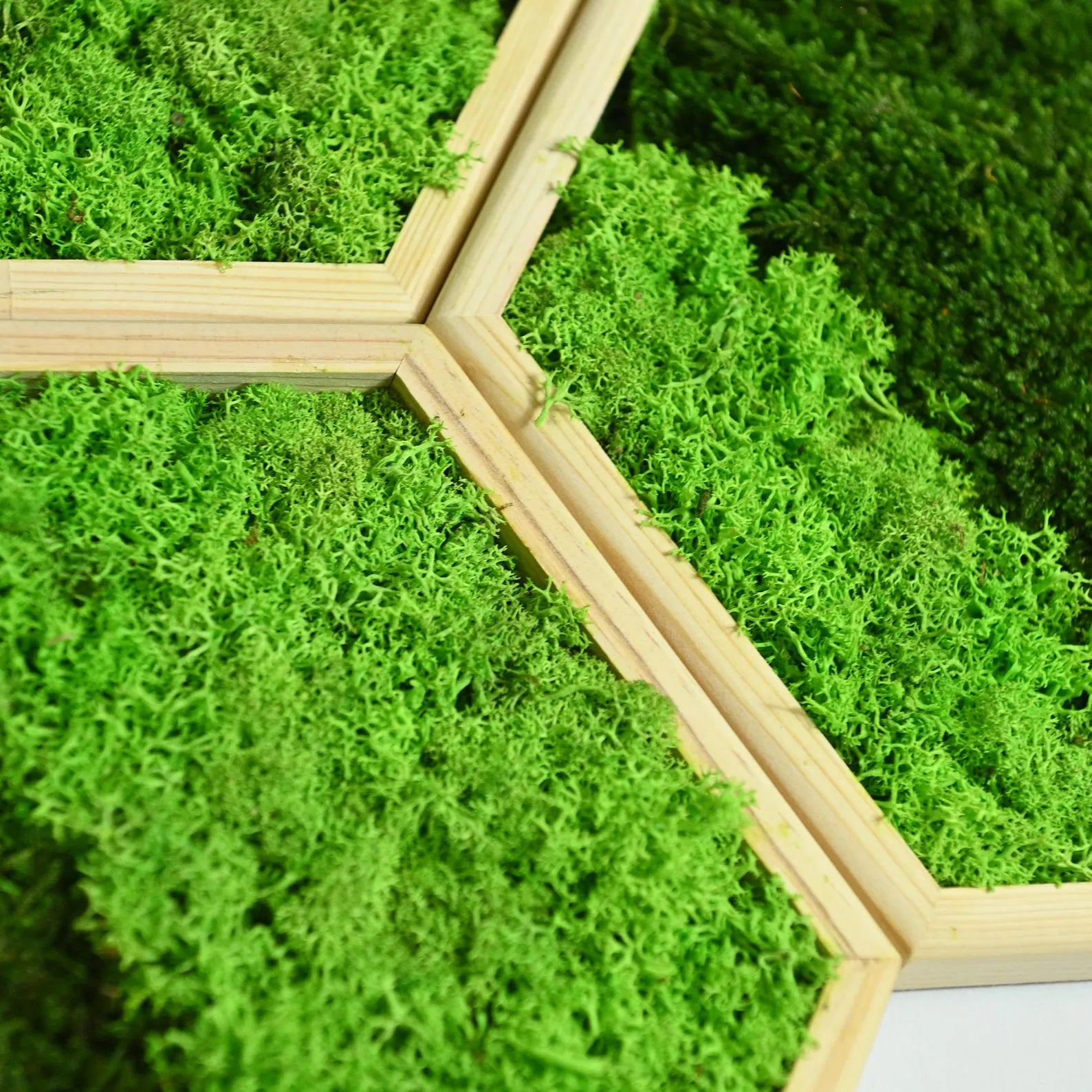 Hexagon Moss Wall Art – Honeycomb Wall Decor, Preserved Moss Panels, Modern Living Wall, Gift for Home or Office
