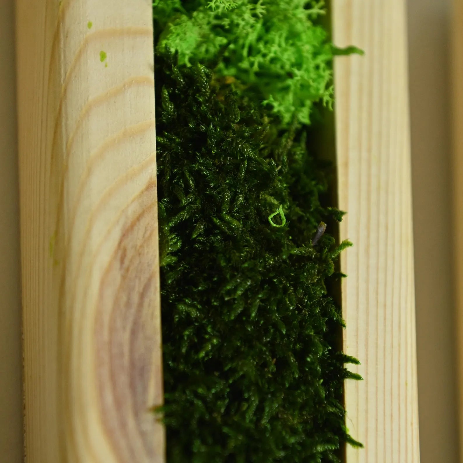 Set of 3 Vertical Moss Wall Art – Preserved Moss with Wood Frames, Rustic Bedroom Wall Decor, Eco-Friendly Gift