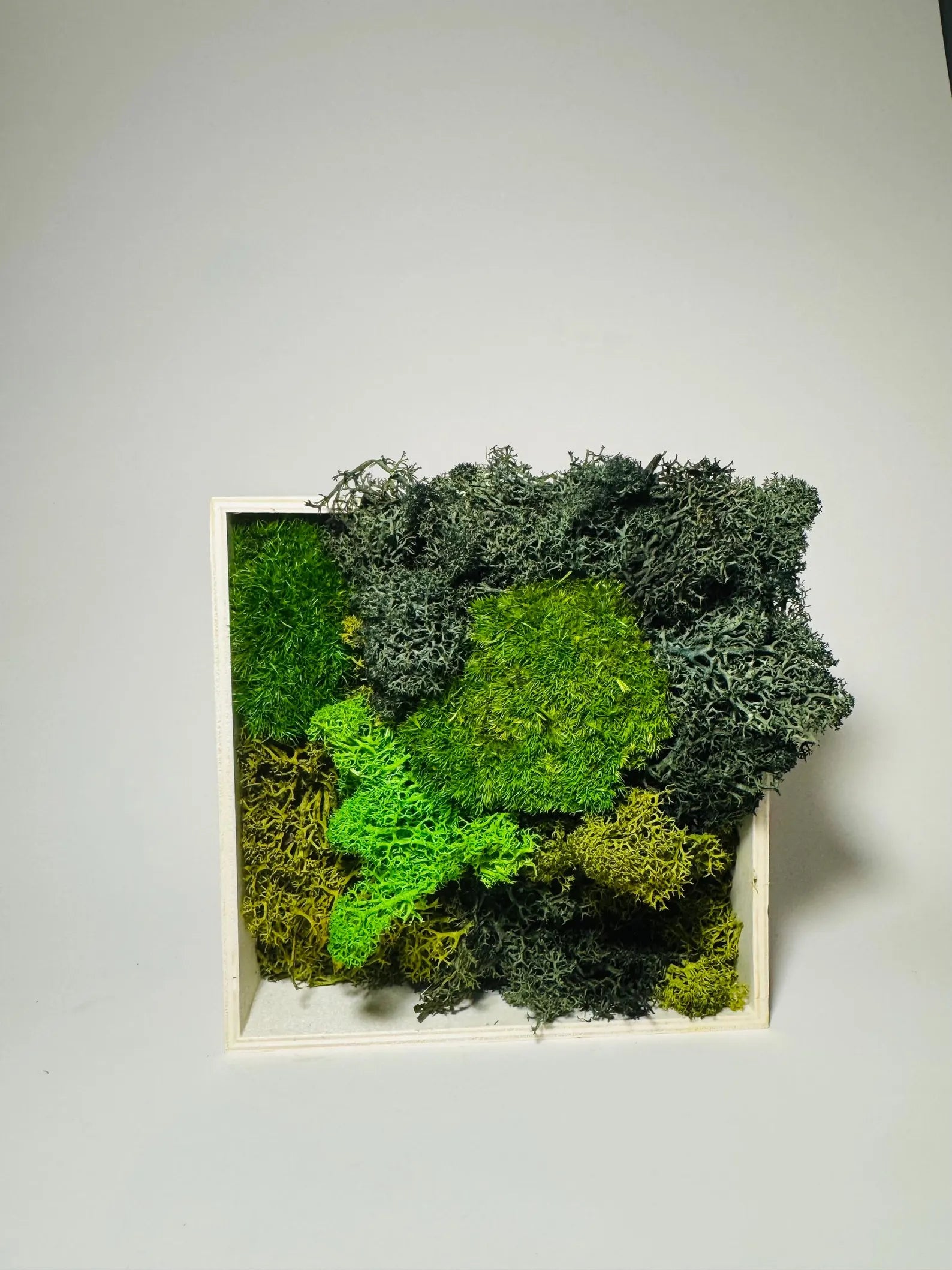 Forest Texture – 5x5” Preserved Moss Wall Art in Natural Wood Frame
