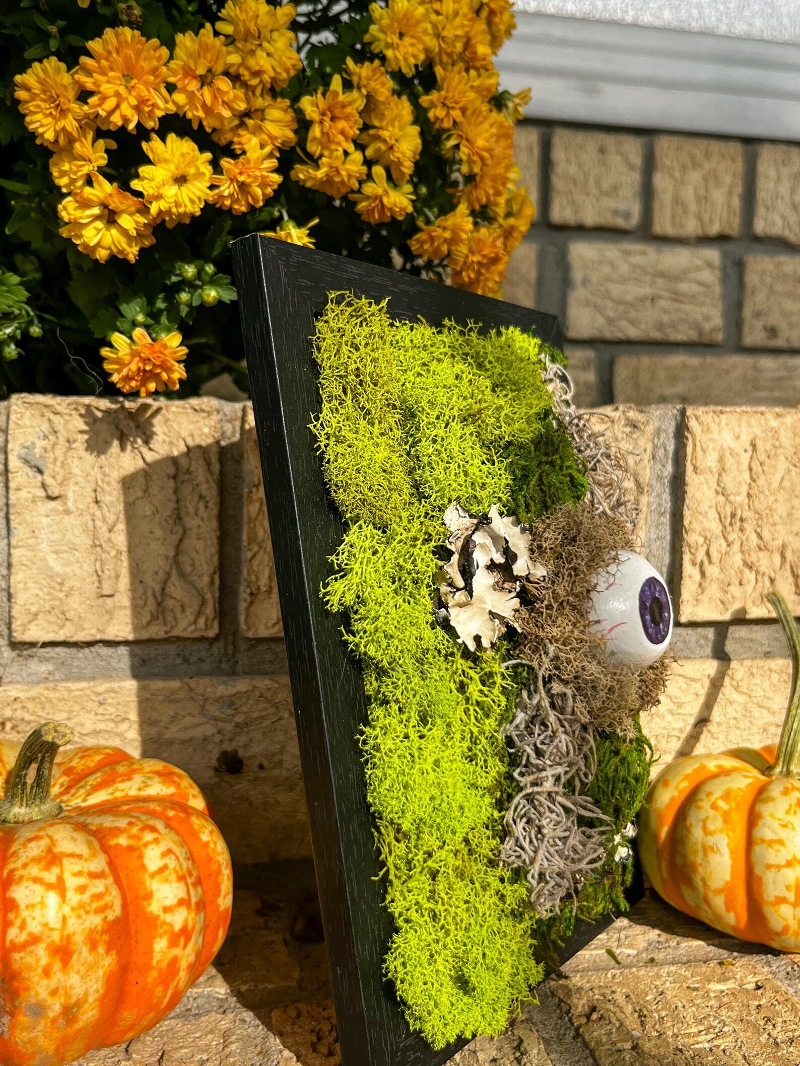 Moss Eyeball Wall Art – Gothic Nature Decor | Witchy Oddities | Halloween Wall Hanging | Curiosity Cabinet Accent