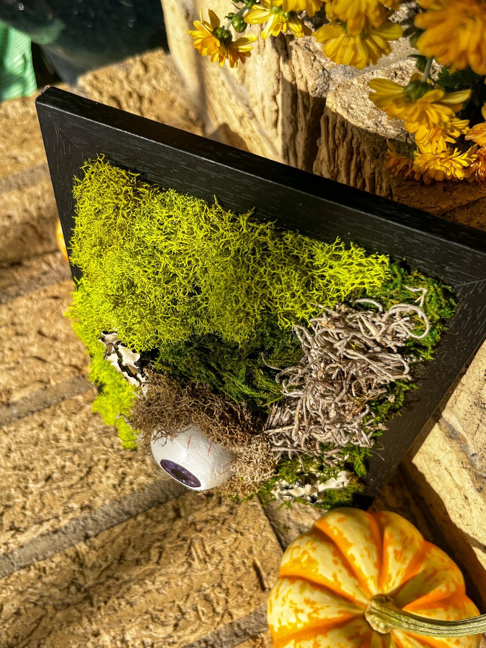Moss Eyeball Wall Art – Gothic Nature Decor | Witchy Oddities | Halloween Wall Hanging | Curiosity Cabinet Accent