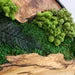 Moss and Olive Wood Wall Art with Metal Frame – Preserved Moss Wall Decor for Home or Office